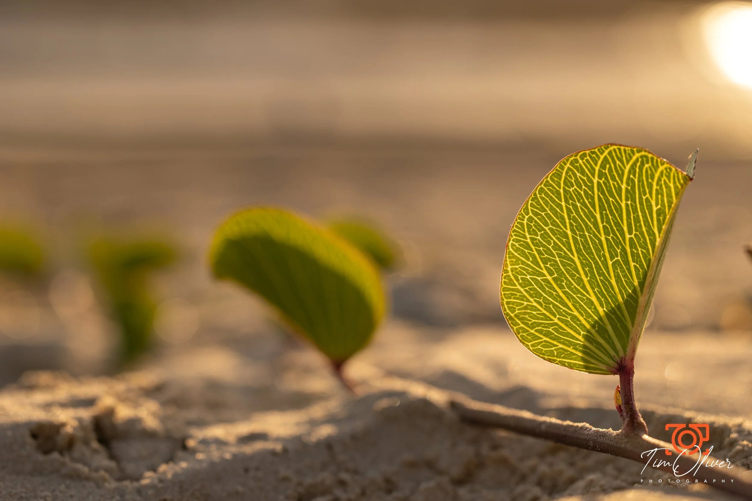 backlit macro photo on the beach