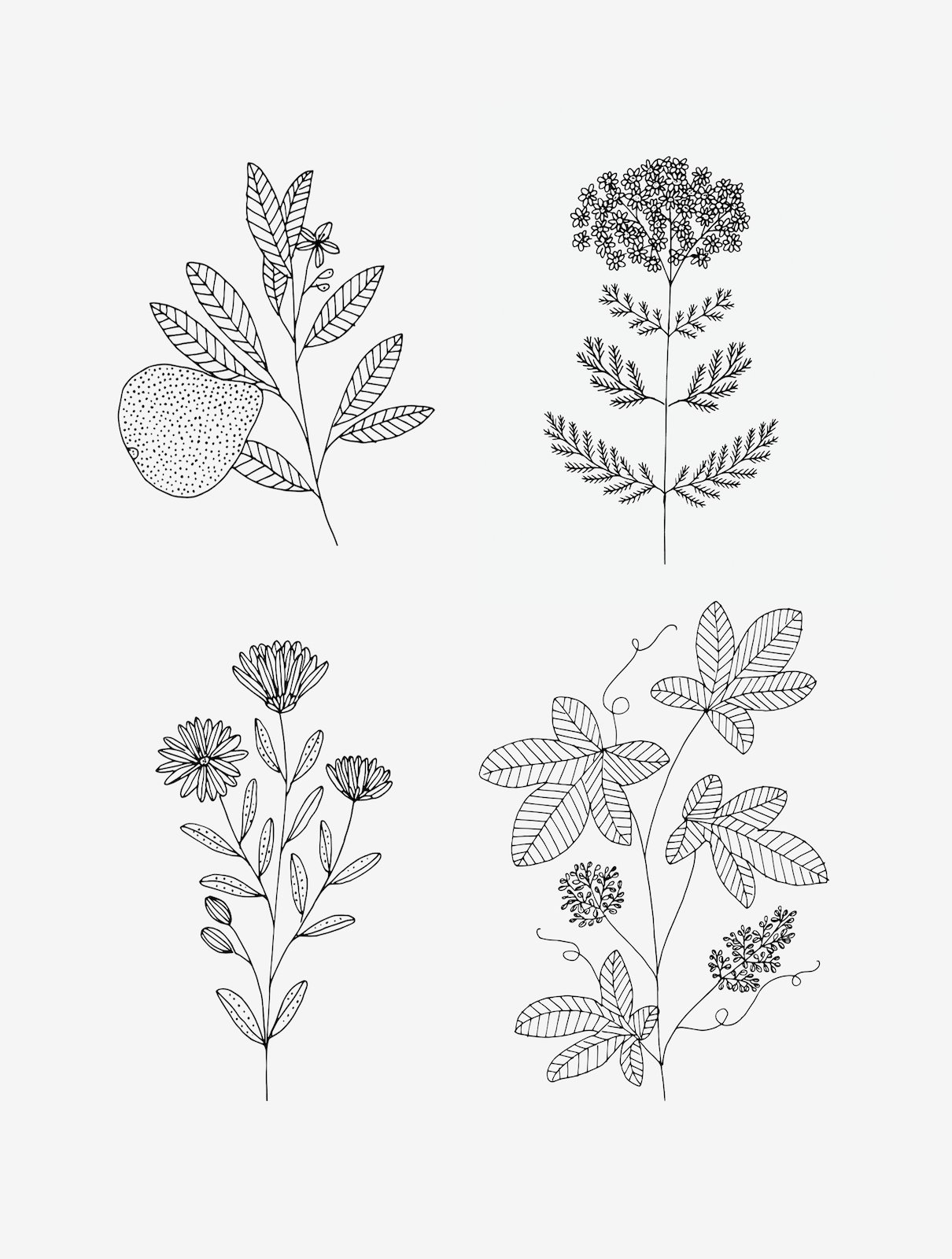 plants.jpeg