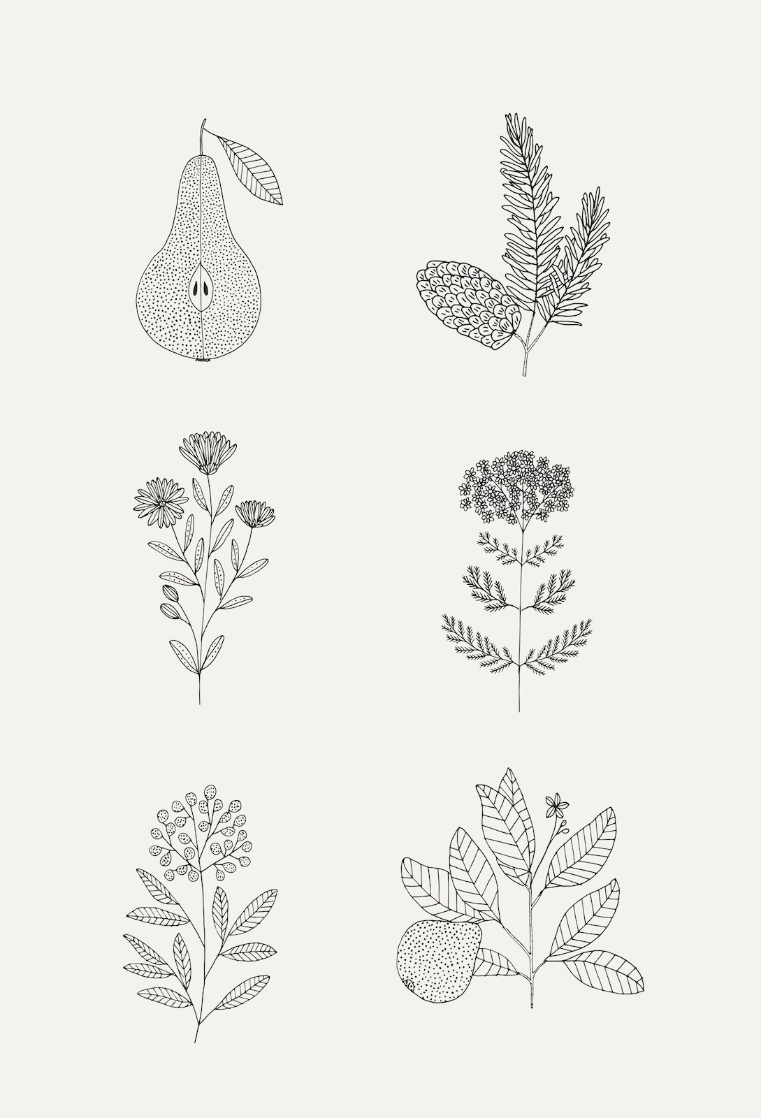 Illustrations+botanics.jpeg