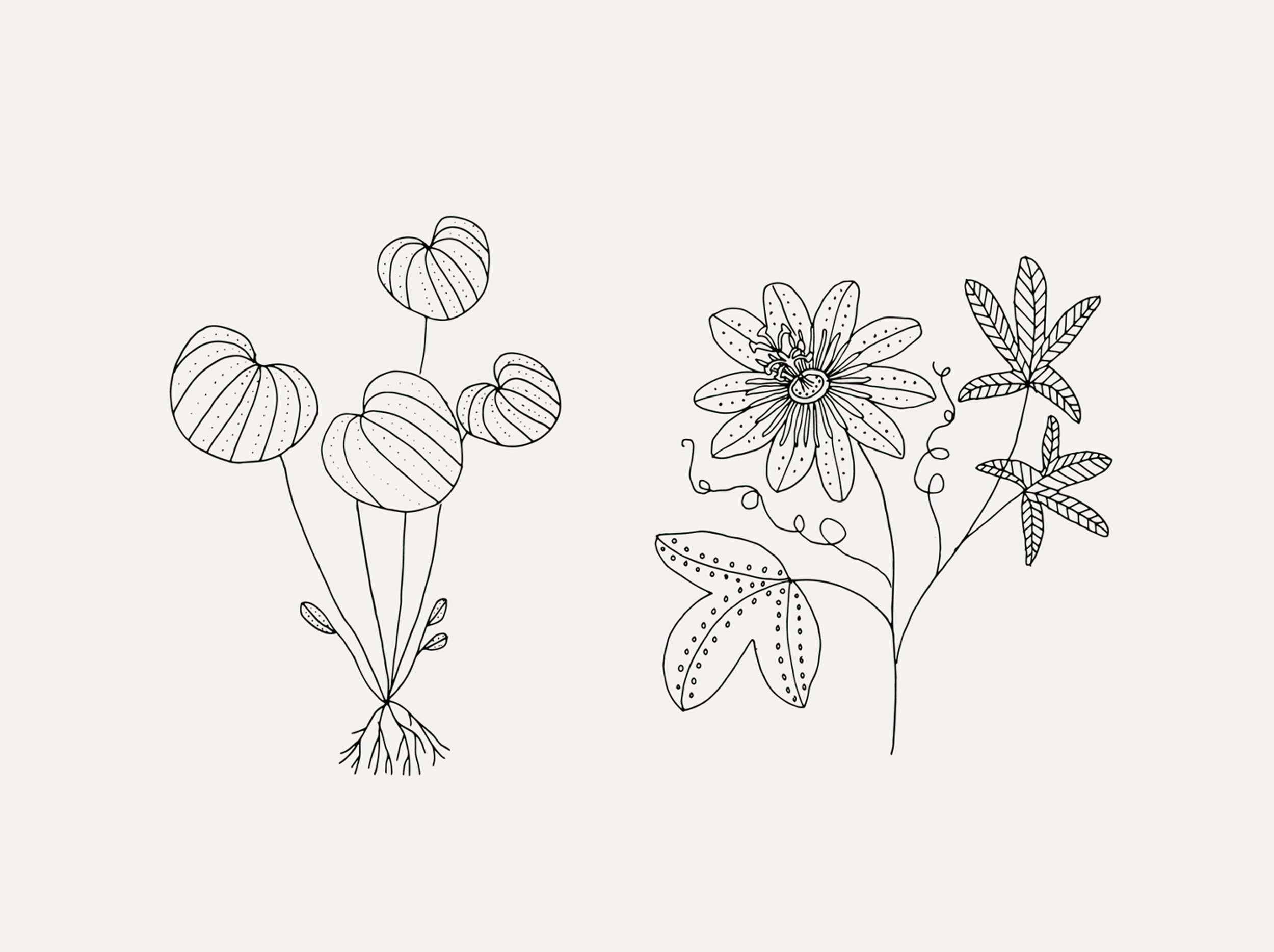 plants2.jpeg