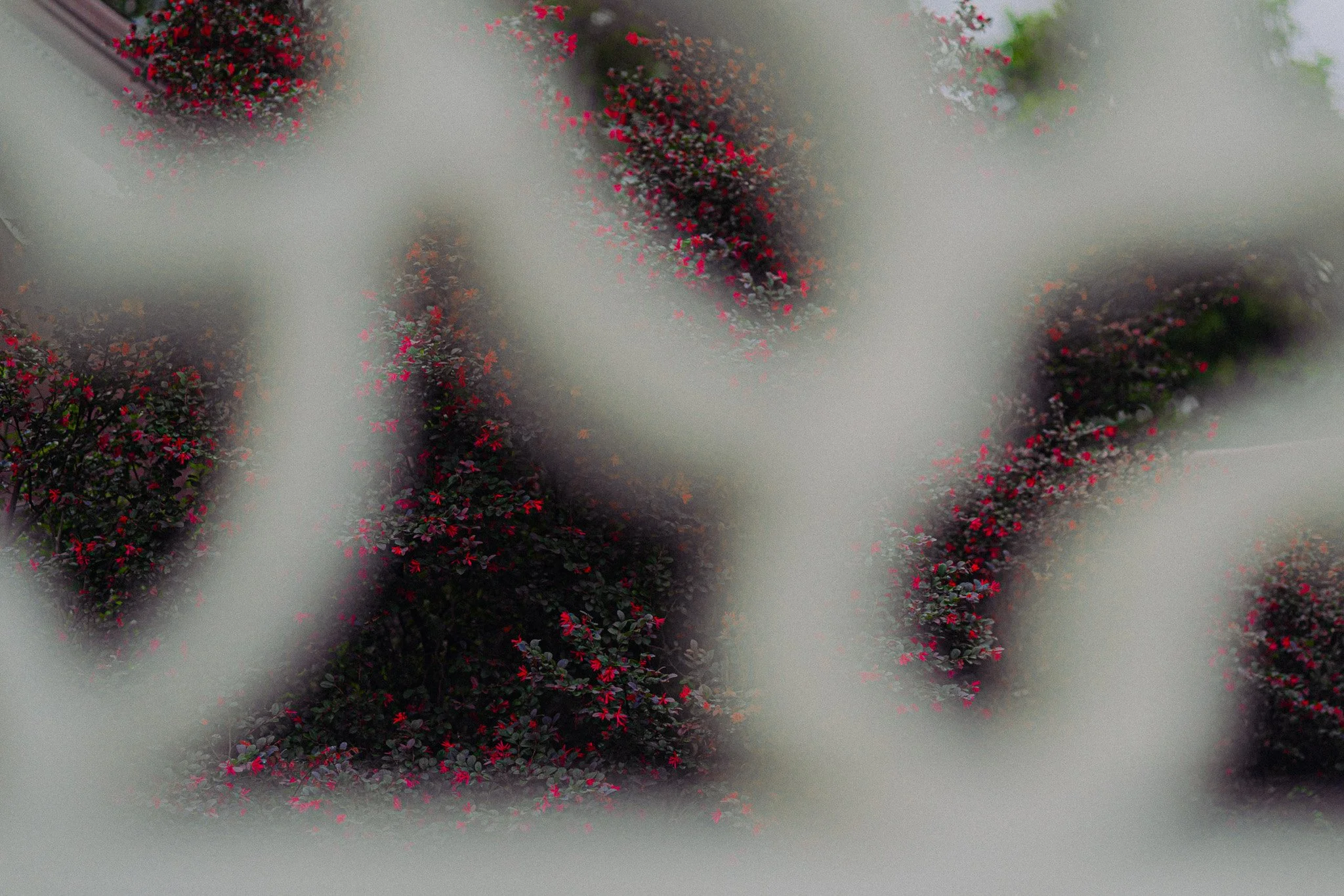 ANI08554.jpg