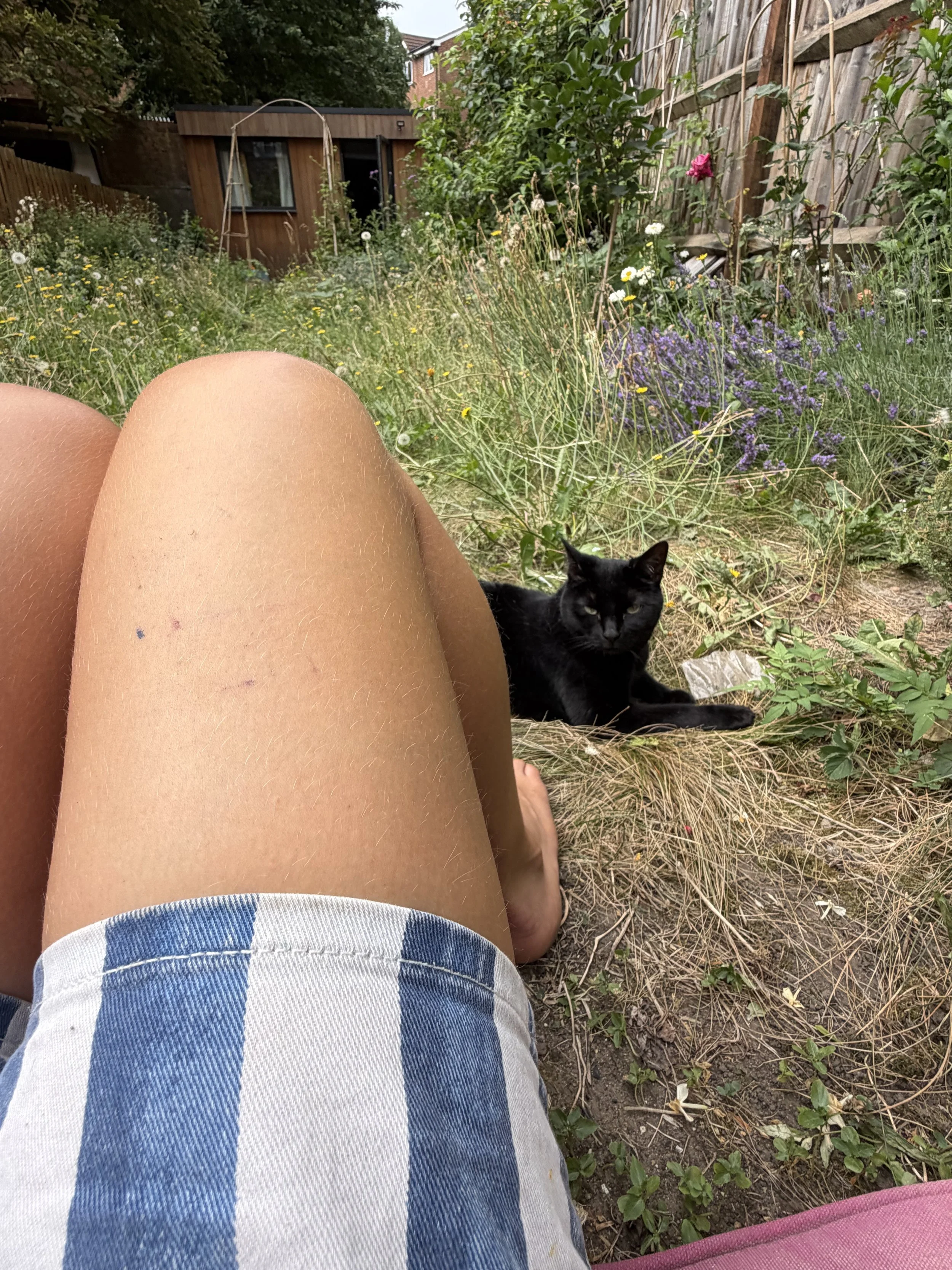 View of a garden with green plants and colorful flowers, wooden fence, and a black cat lying on the ground near someone's legs in plaid shorts and bare feet.