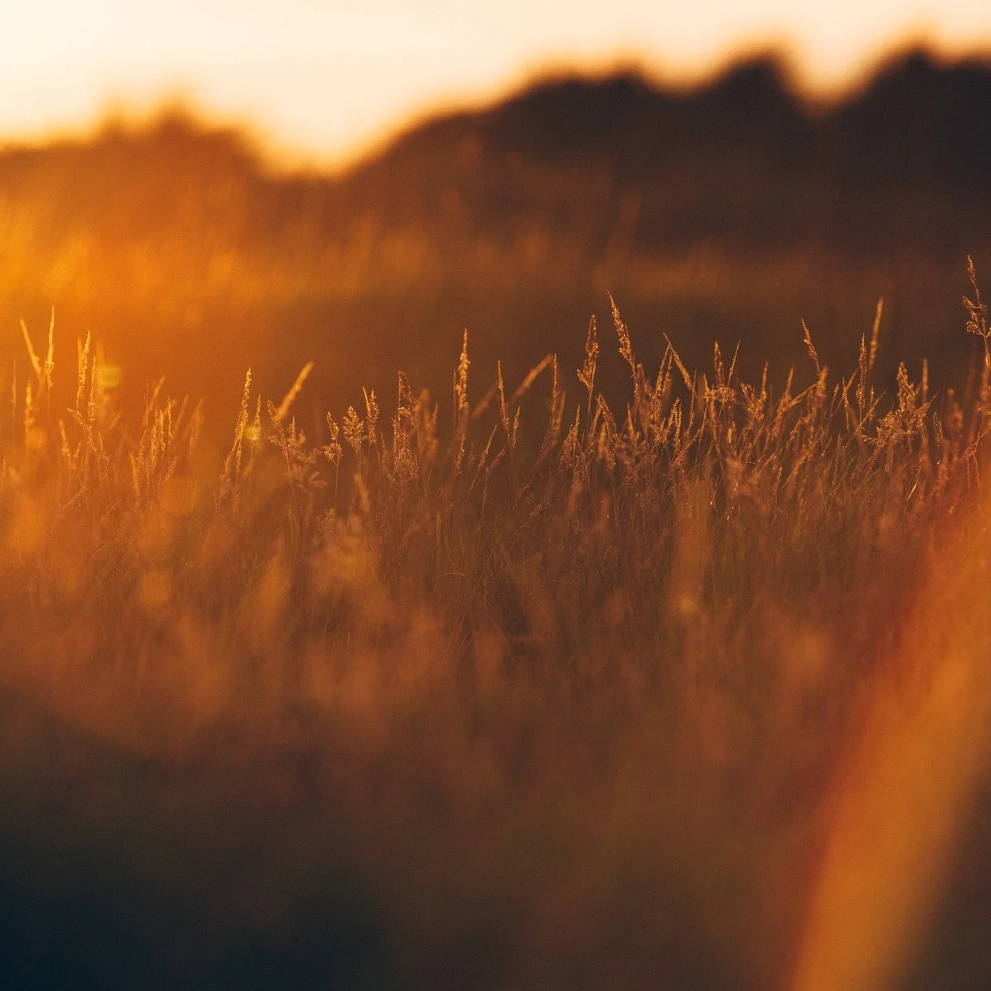 Breathing a little sigh of relief these last weeks as life took a slow down. I have been on reduced hours, followed by time out of office- much of this time has been spent organising and putting plans in place in our home and for further future adven