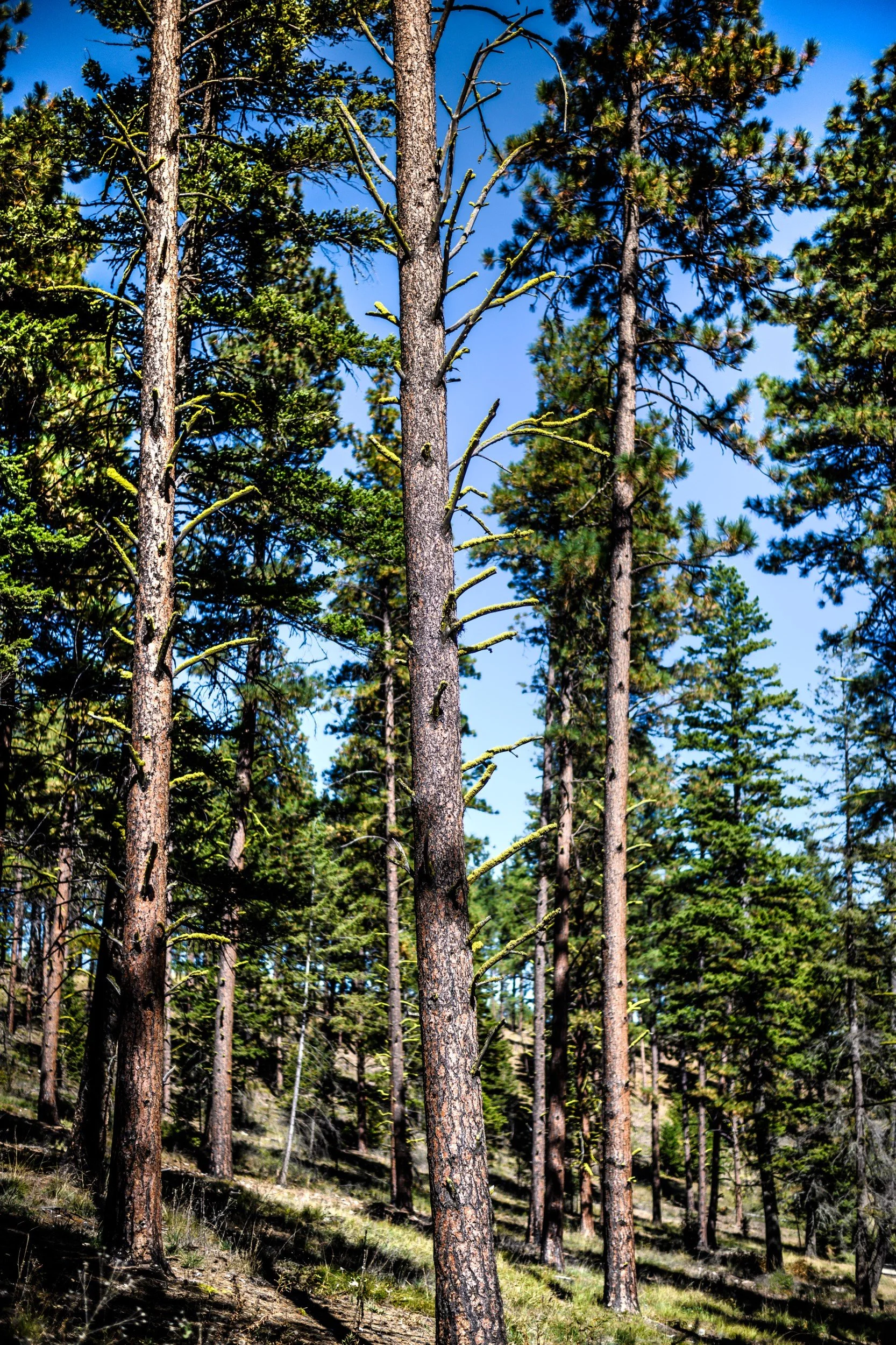 JUM_7124-1 (Custom).jpg