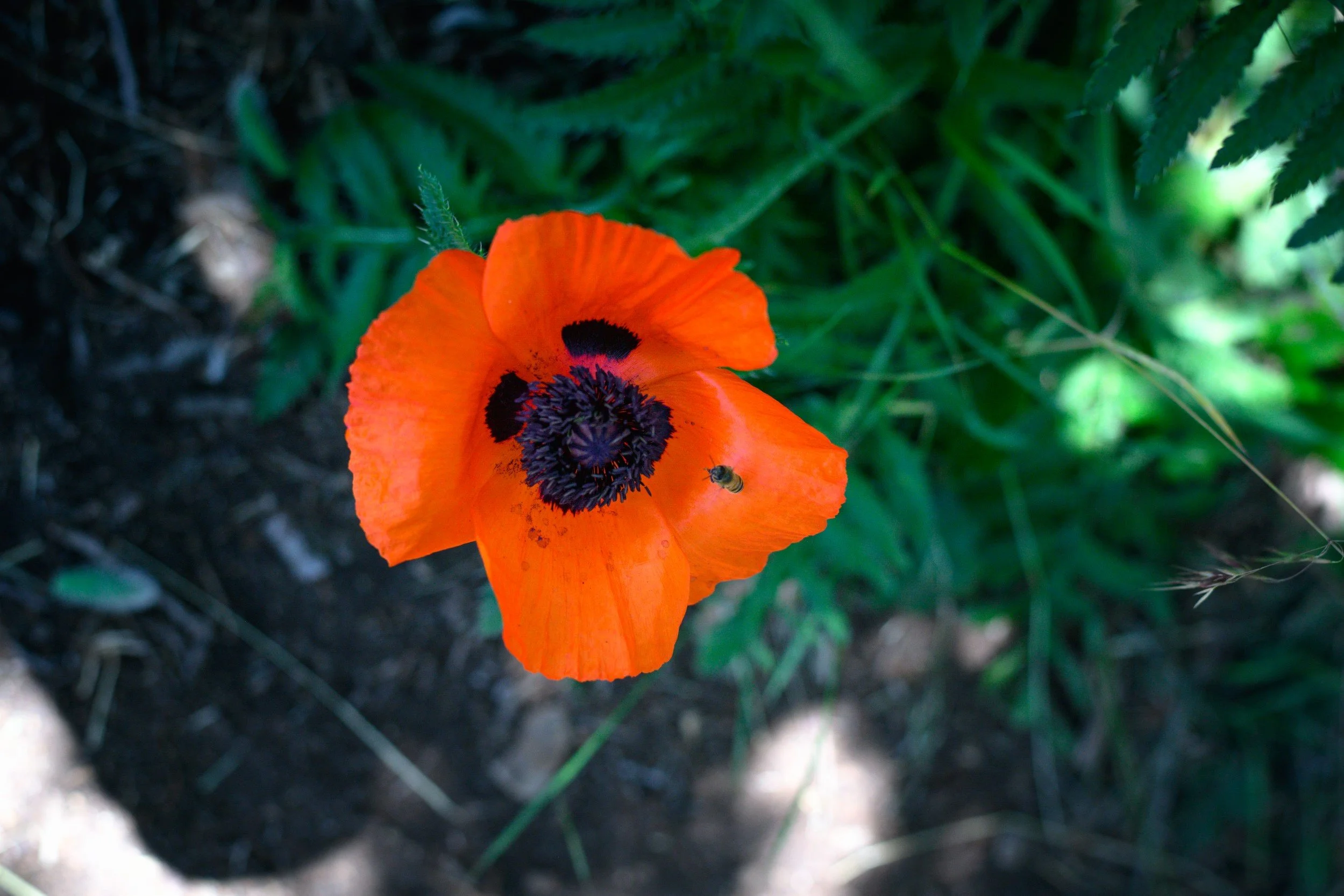 JUM_1858-1 (Custom).jpg