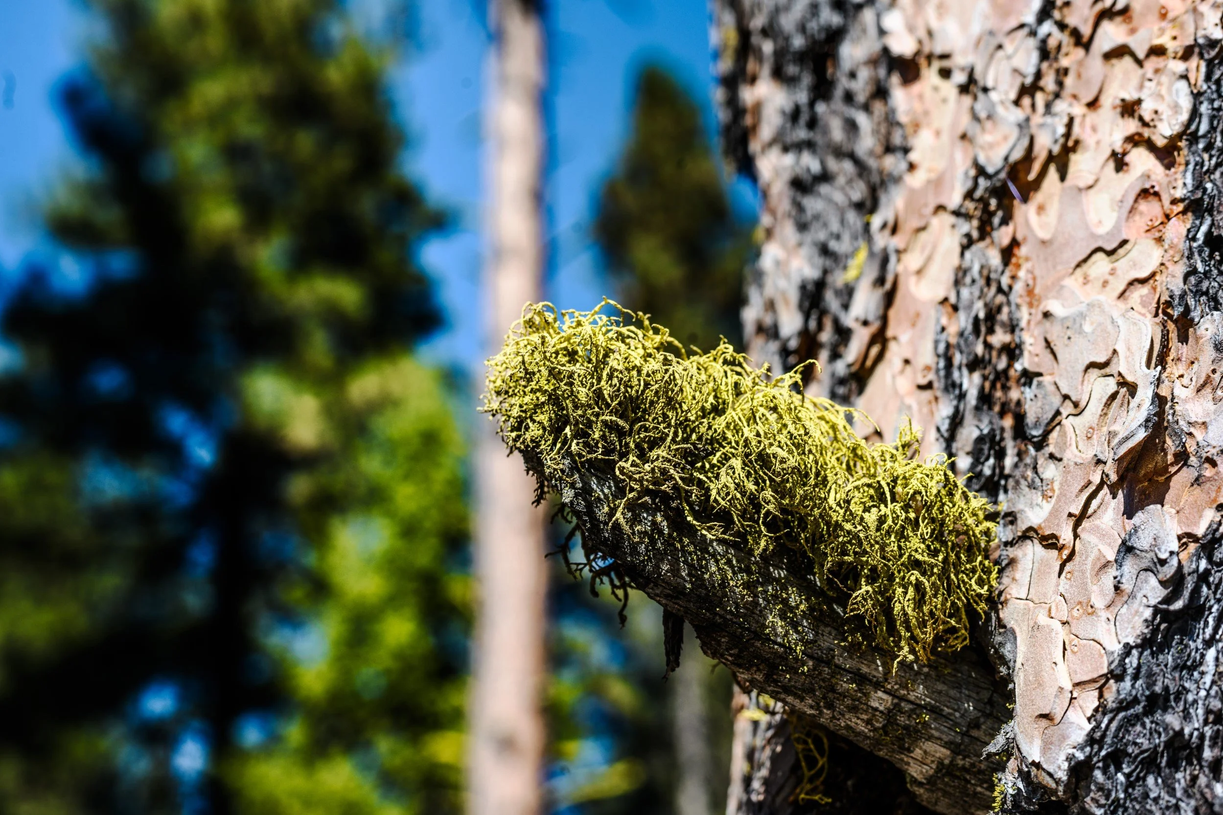 JUM_7116-1 (Custom).jpg