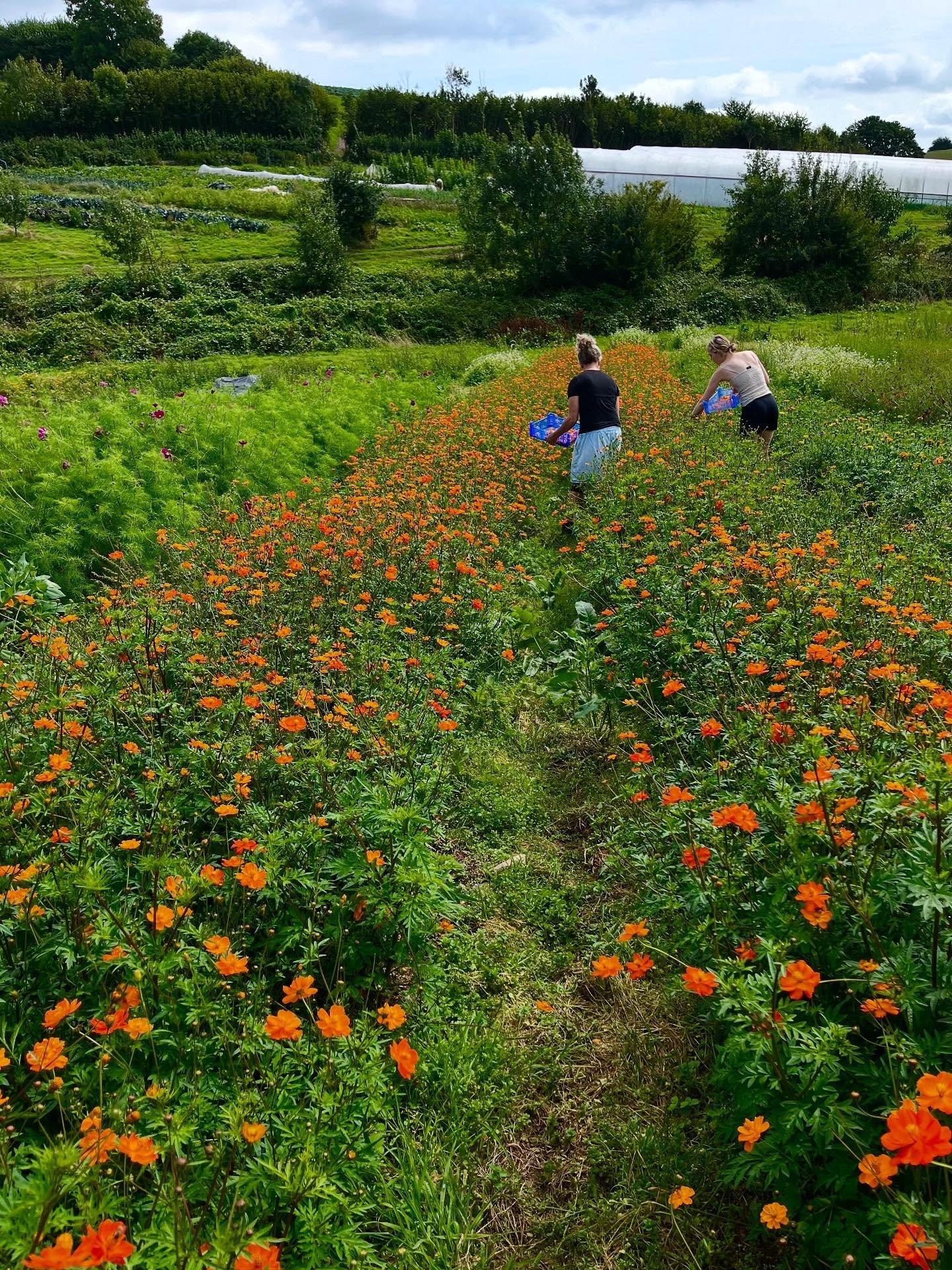 Fancy joining us as a volunteer this year?

We&rsquo;ll be running weekly volunteer sessions every Tuesday and Friday from July until October. All abilities welcome.

What to expect:

&bull; Be immersed in natural colour on an Organic working farm
&b