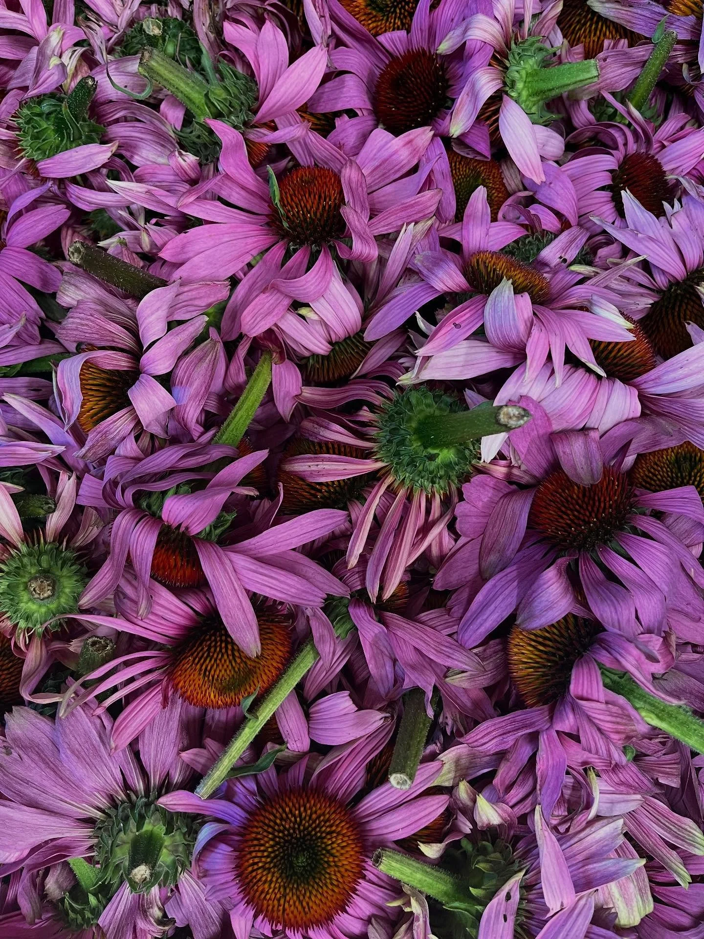 The first harvests of 2025 coincided this week with a lovely student on work experience with PIGMENT, an engaging visit from @apricotcentre and the hottest weather yet! ☀️ 

It&rsquo;s been so lush here at the field&hellip; feeling totally nourished 