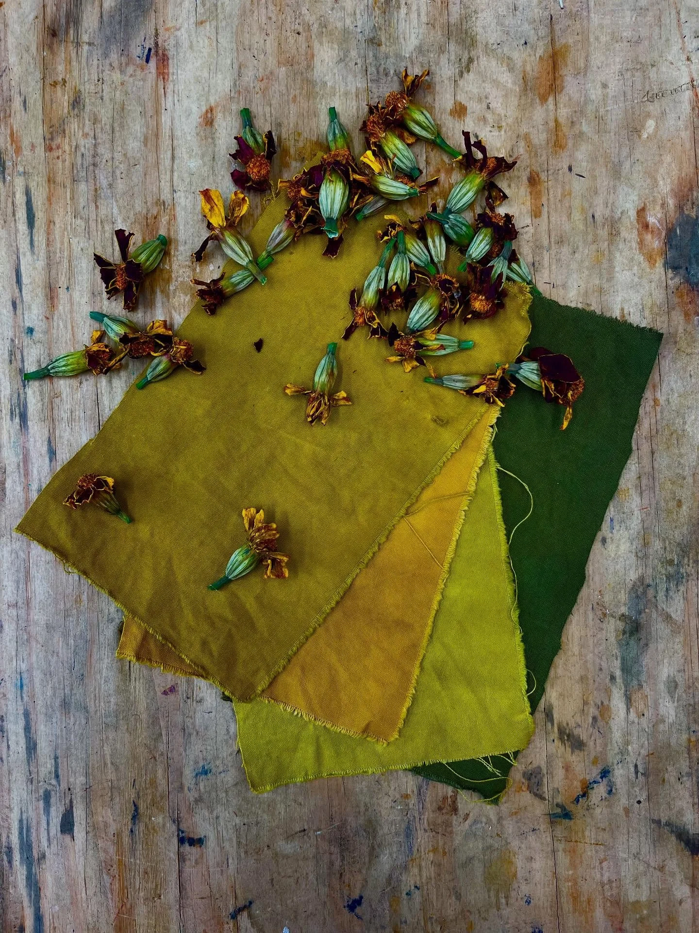 NEW dye for 2025!

Tagetes Petula. Burning Embers Marigold. Seed sourced from our neighbours @vital.seeds. 

A tall variety of marigold with deep orange-red petals and pale outlines. The petals give a deep green-mustard colour and is PH sensitive, ra