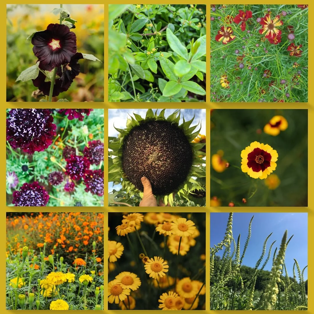 Want to grow your very own dye garden?? 🪏 
 
PIGMENT seed collections are here ✨ 

All certified Organic and grown here in the field in Devon; discover our dye garden collections and individual seed packs&hellip;

&bull; Annual Organic Dye Garden Co