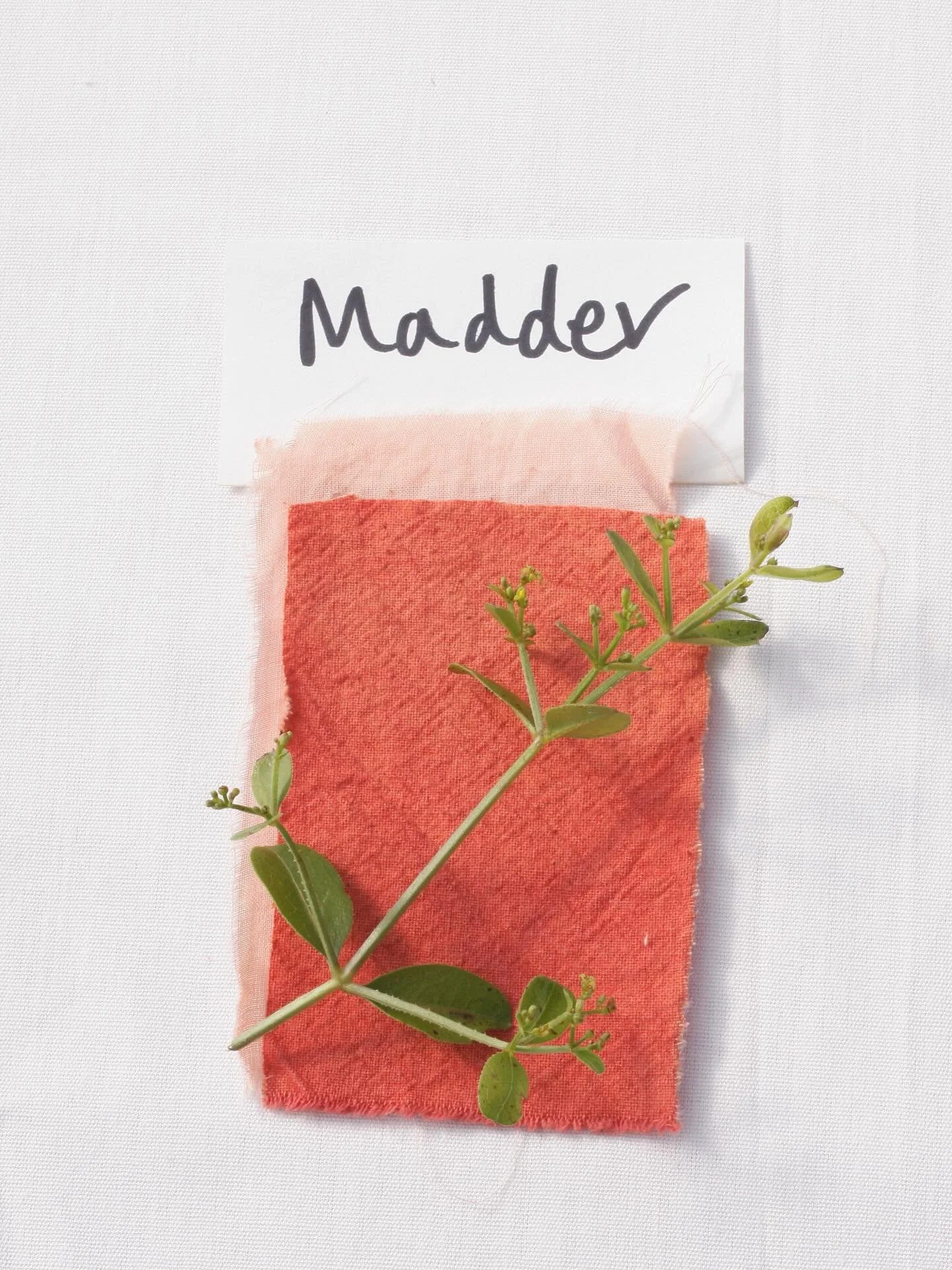 🔴 It only took 4 years to grow, but our beautiful, certified Organic Madder root is now available on our website!

🔴 I have absolutely loved experimenting with it over the last couple of weeks since the amazing team from @tillcoastclear came to hel