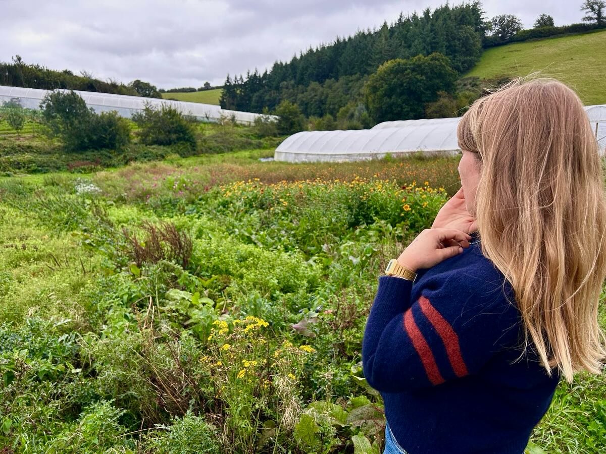 Want to grow your own natural dye garden? Feeling excited about the prospect of natural colour at your fingertips?

Our two collections of certified Organic dye plant seed continue to be restocked as the orders come through.. but catch them while the