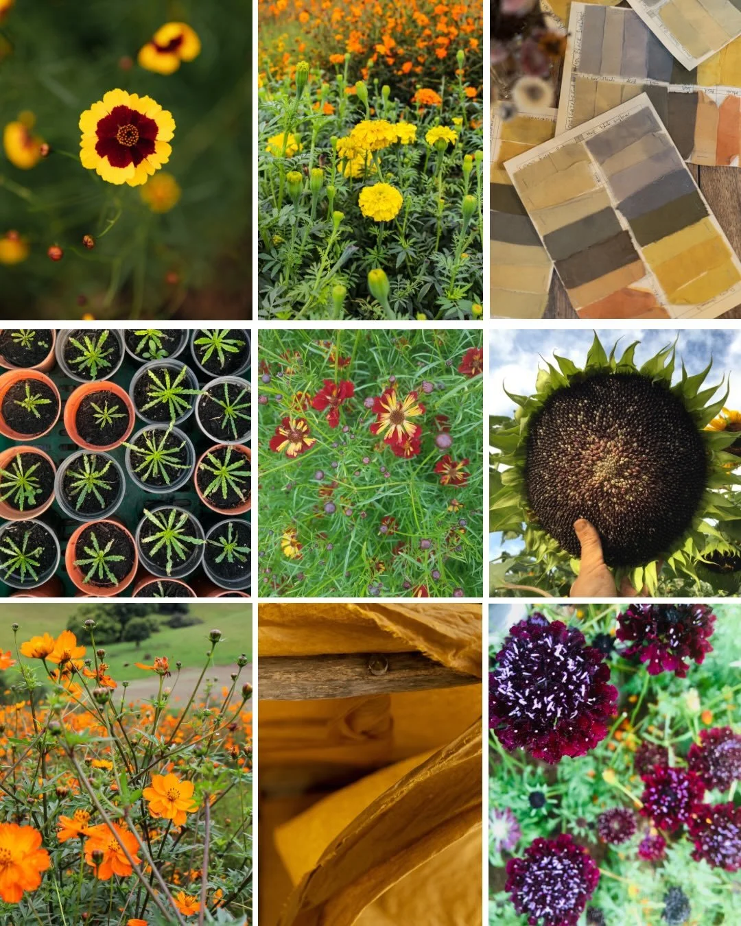 Grow colour, grow change 💪 

Organic Dye Garden Plant Packs are BACK!

🌱 Grow your own natural colour this season with two easy-to-grow plant packs, all Organic certified. Each purchase actively supports the social impact programme we deliver too -