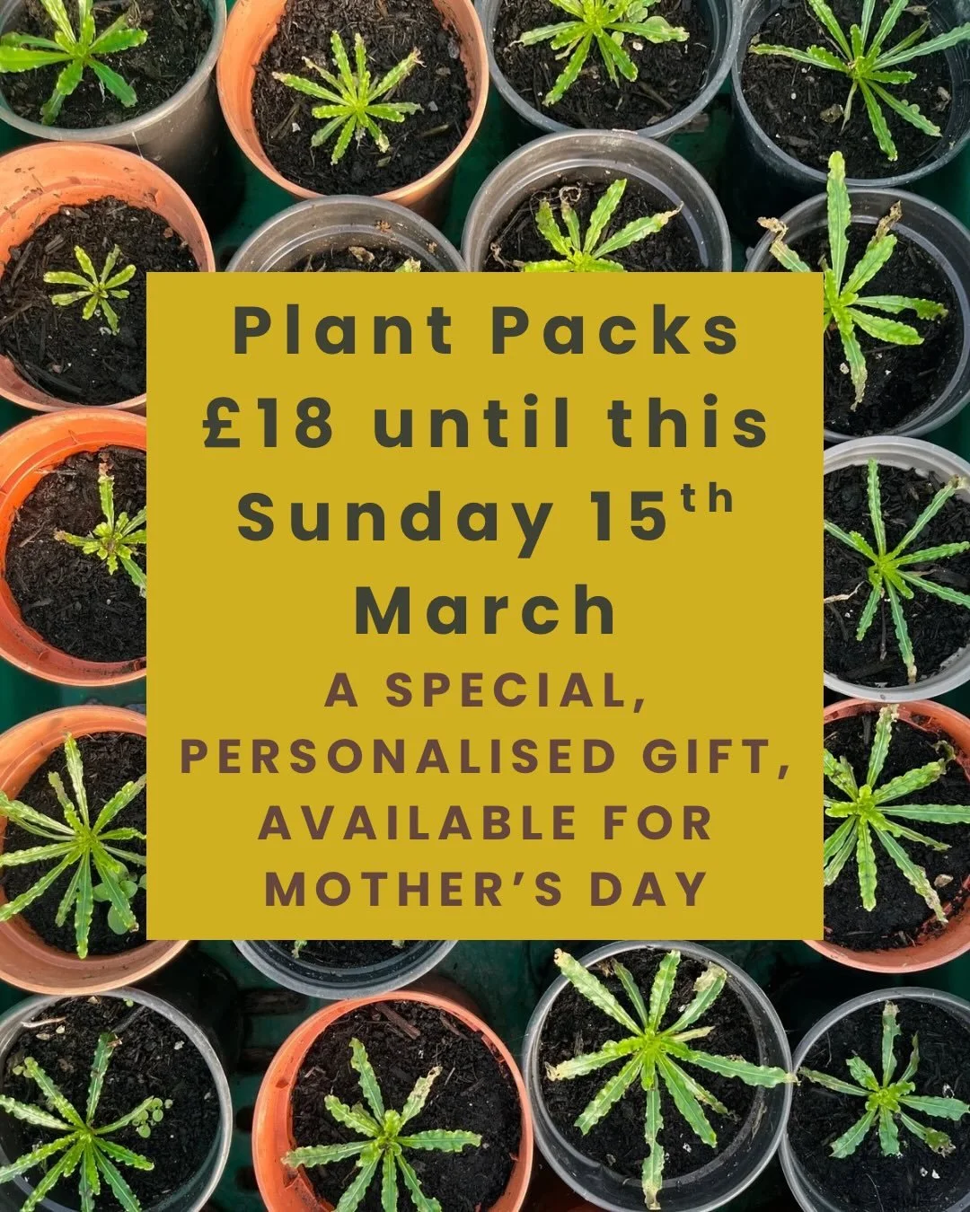 Celebrate this Mother&rsquo;s Day with a dye garden plant pack 🪴 

We&rsquo;re releasing an exciting offer on our Organic plant packs only until this Sunday 15th March - as a special, personalised gift for Mother&rsquo;s Day.

Pre-order either of ou