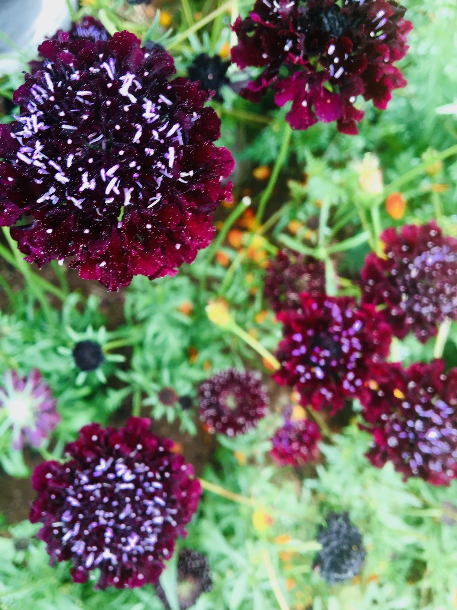 IMG_0614.jpg (Copy) (Copy) (Copy)