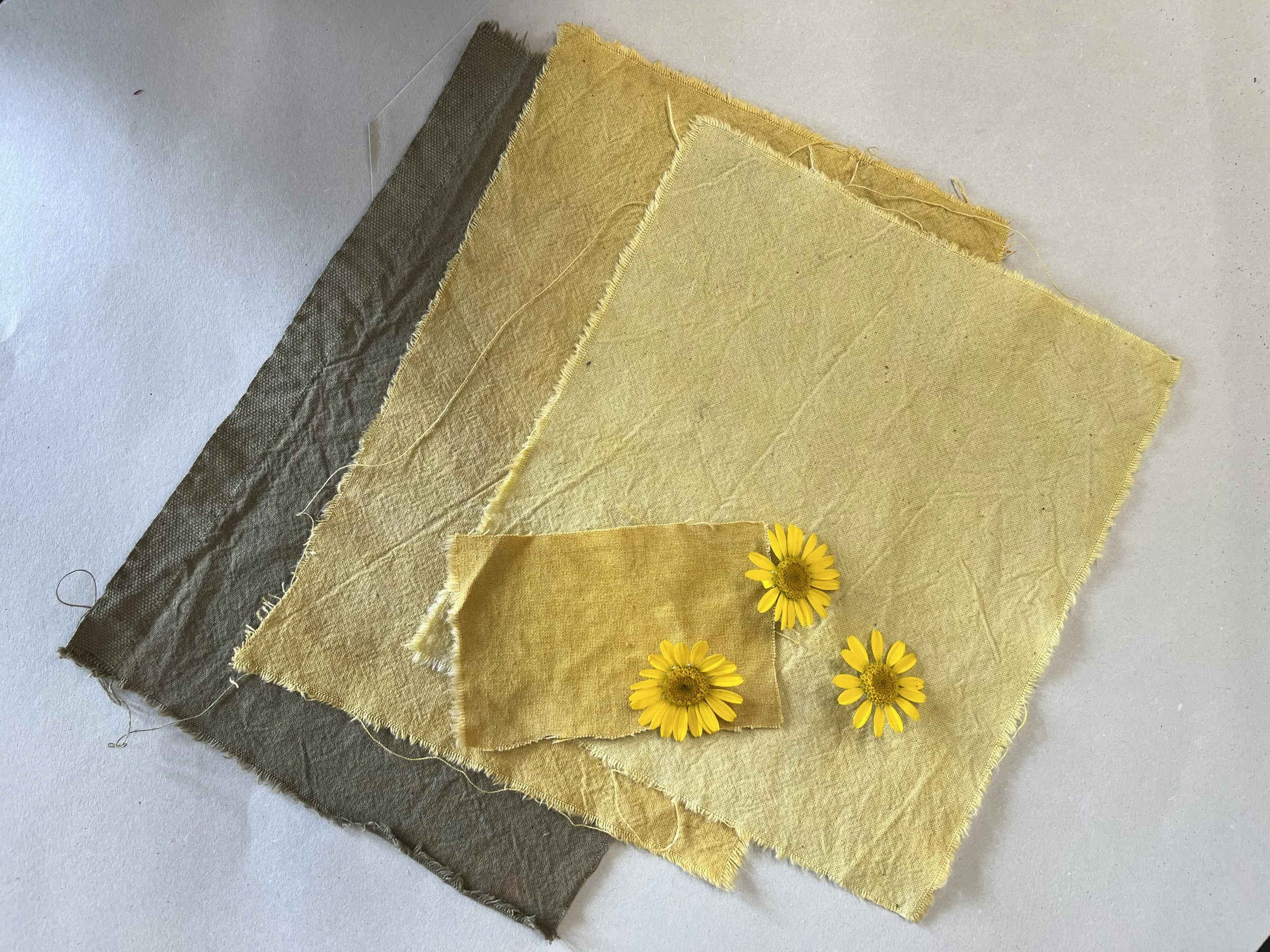 Dyer's Chamomile.jpg