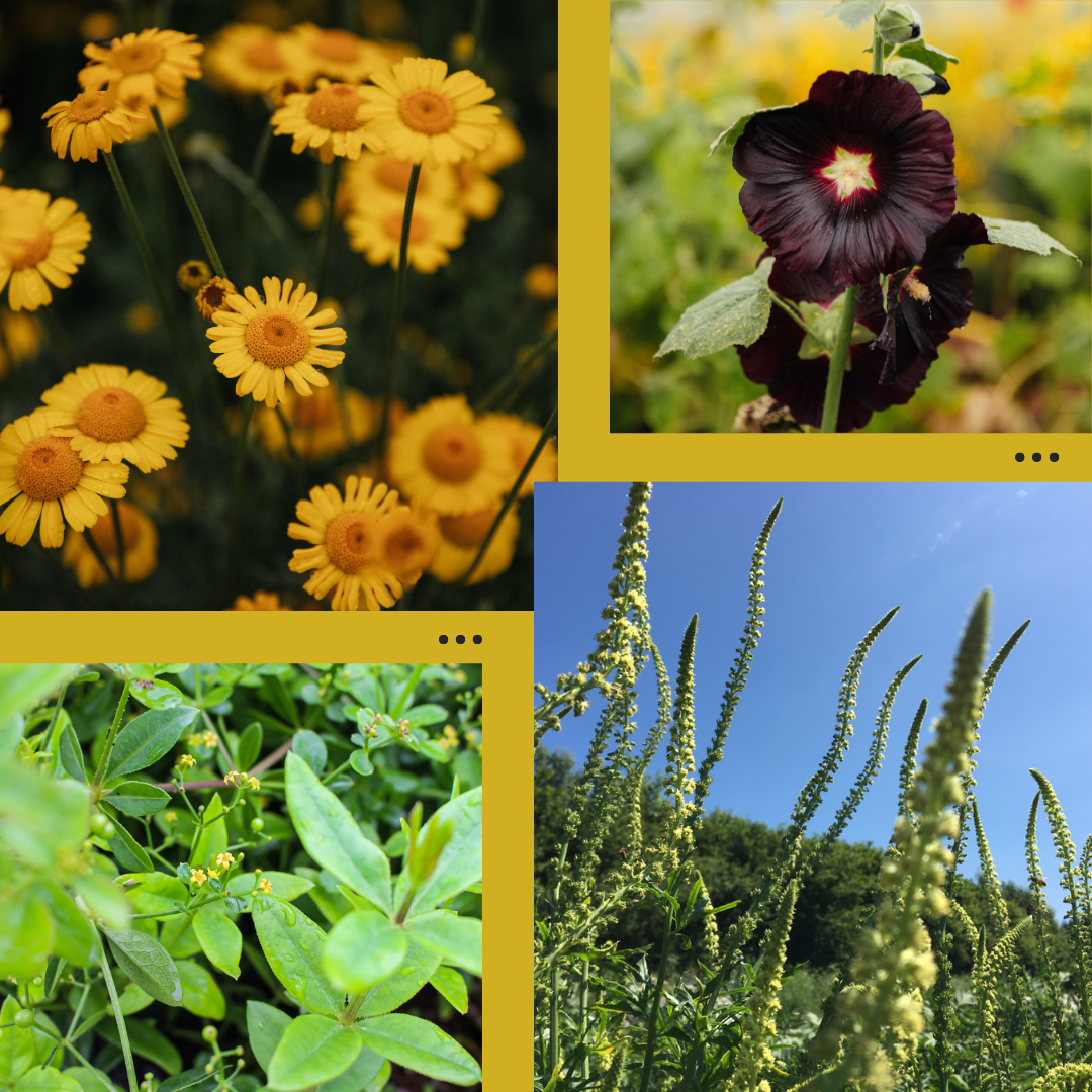 2025 biennials:perennials.png