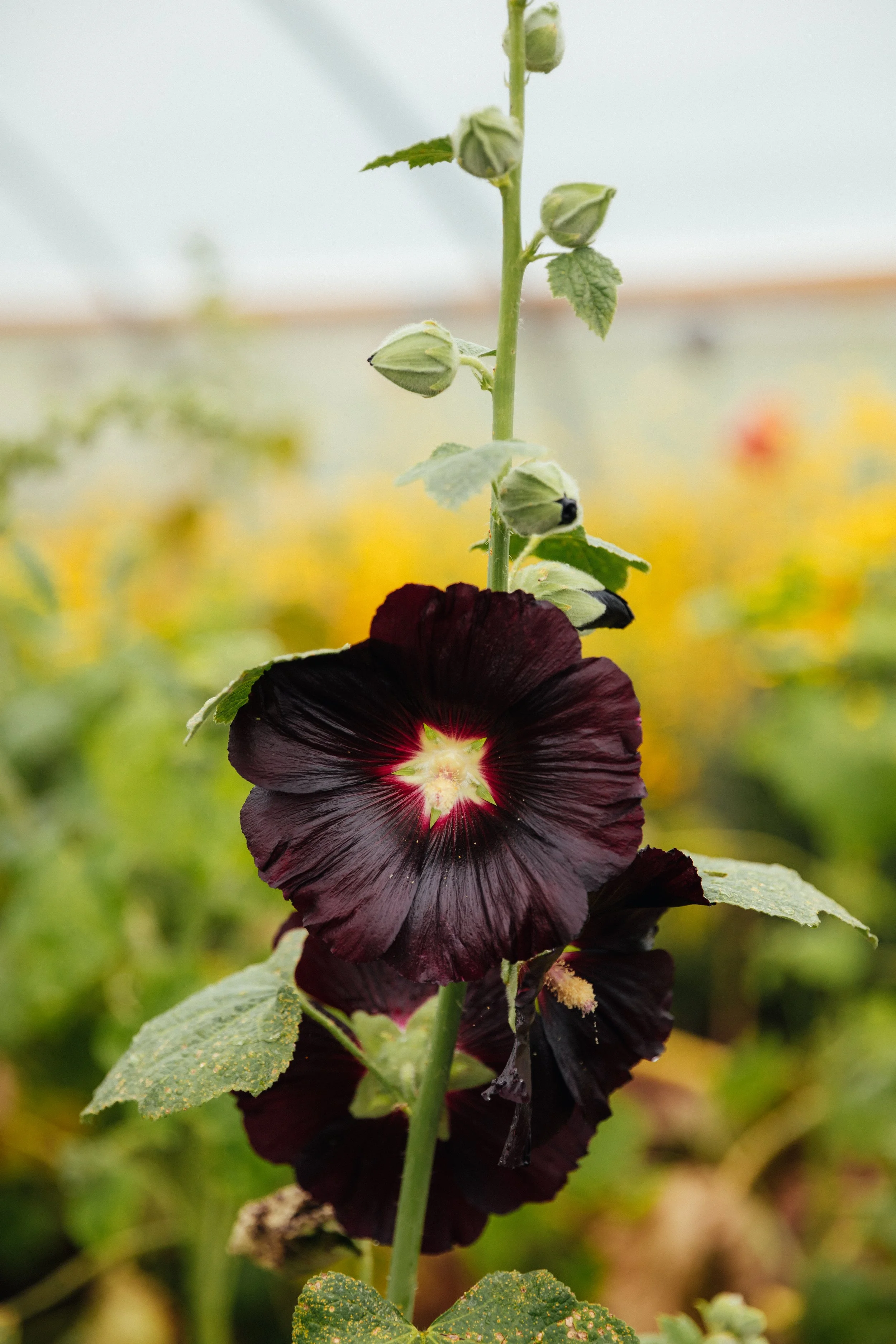 Baddaford Pigment Organic Dyes-21.jpg