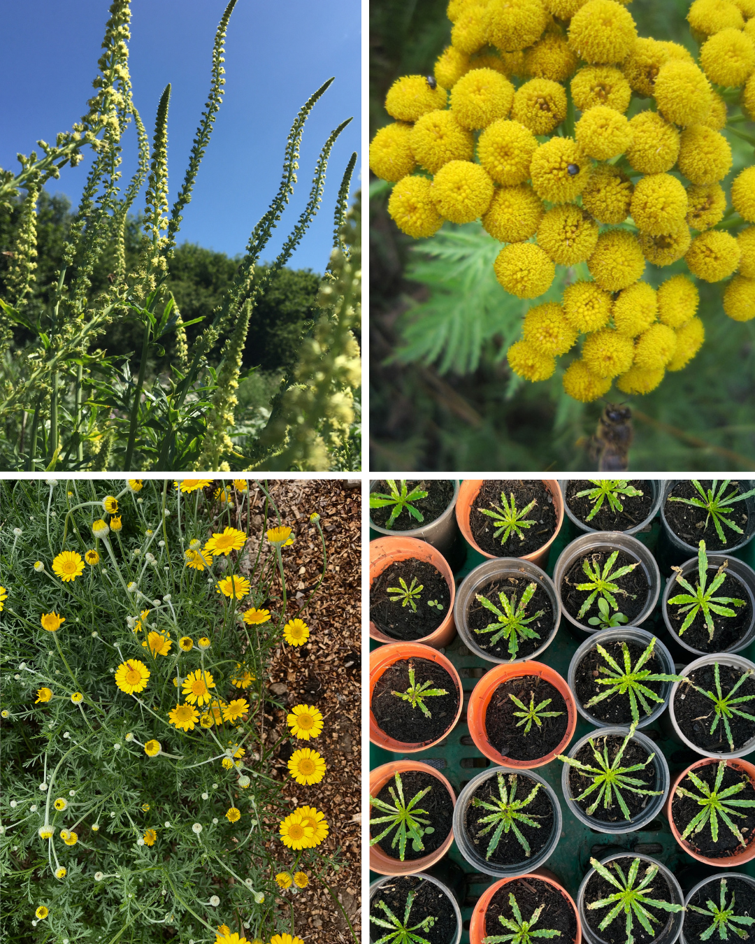 Biennial Perennial Plant Pack.png