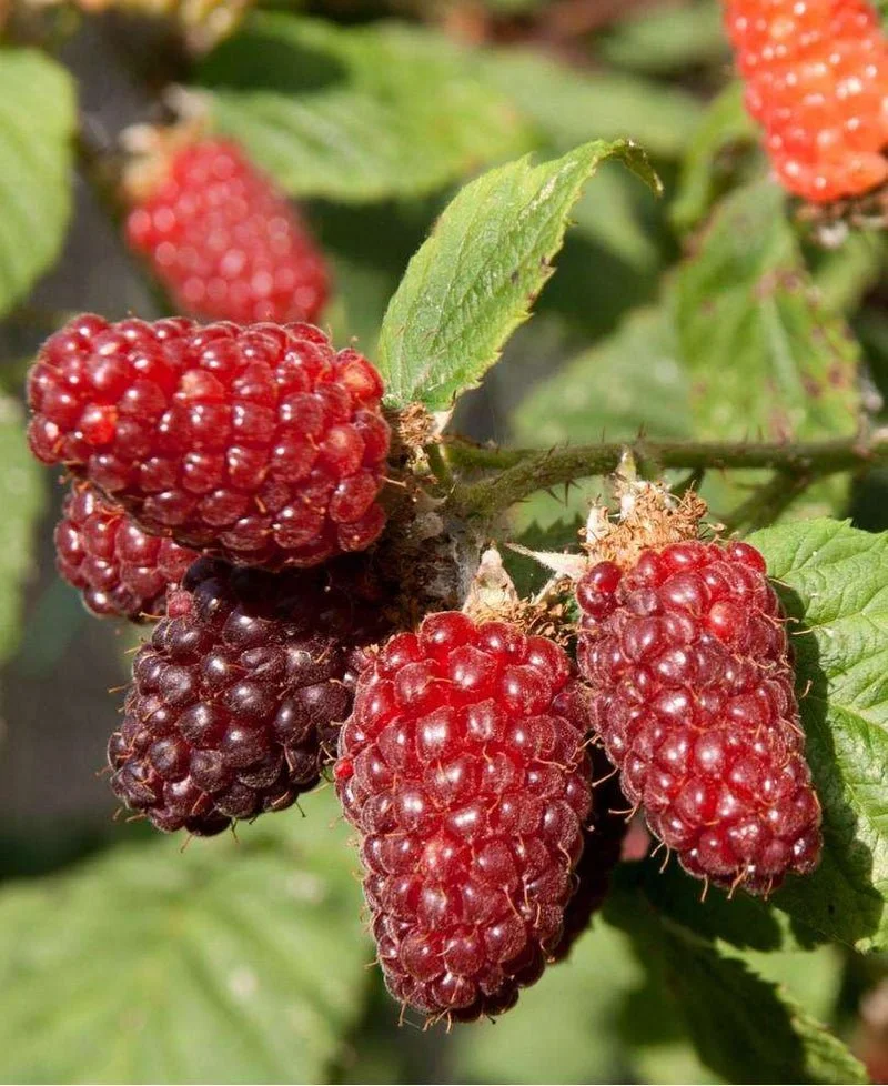 Evelyn's Tayberry Spread