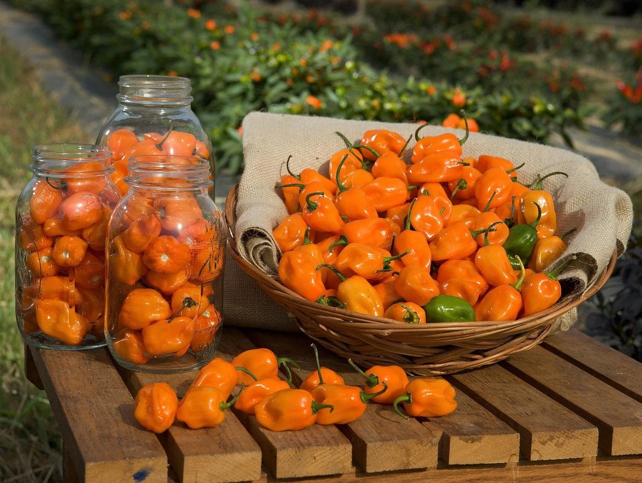 habanero-peppers-109133_1280.jpg