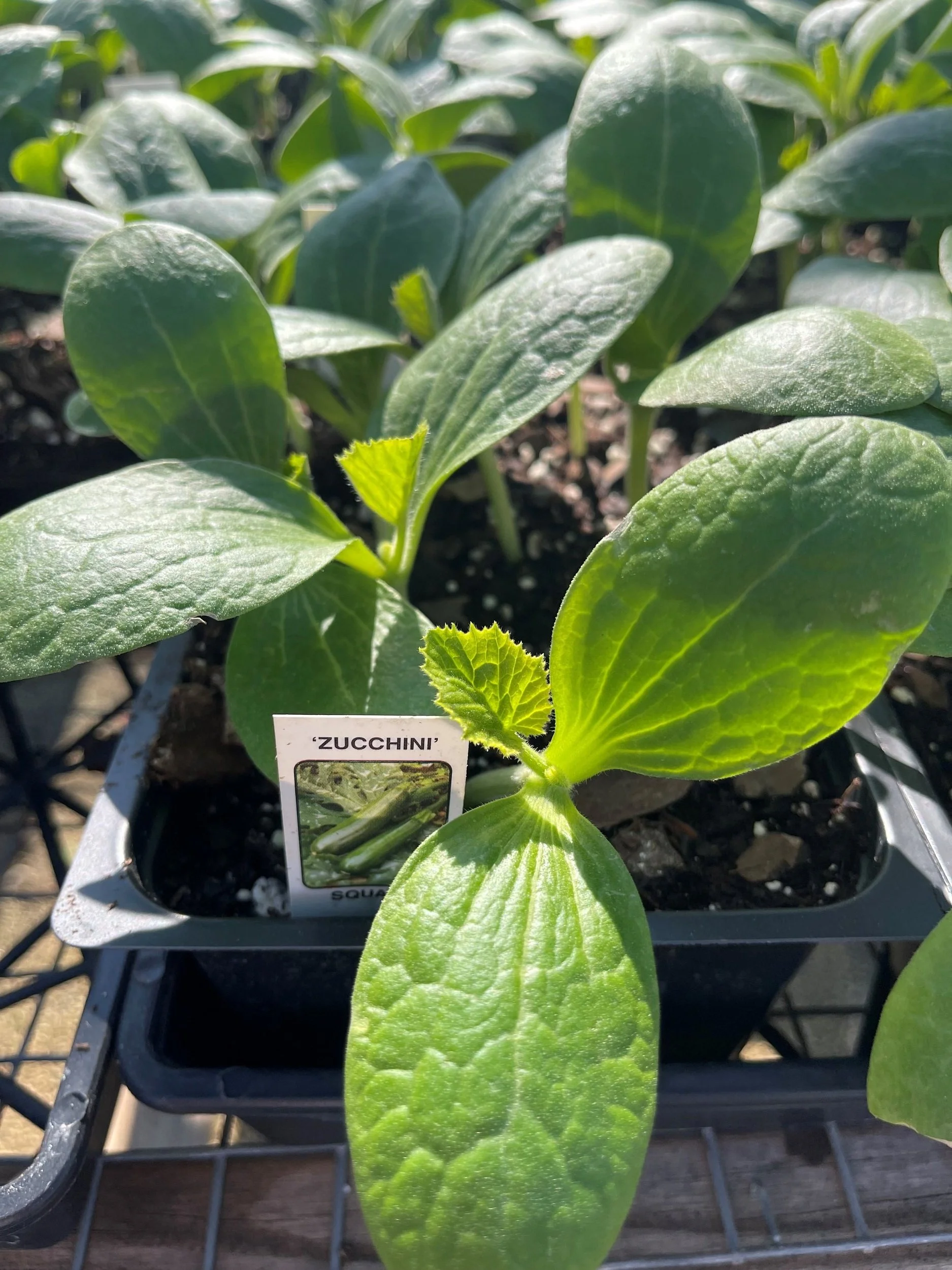 Garden Center — Sanders Garden Center LLC