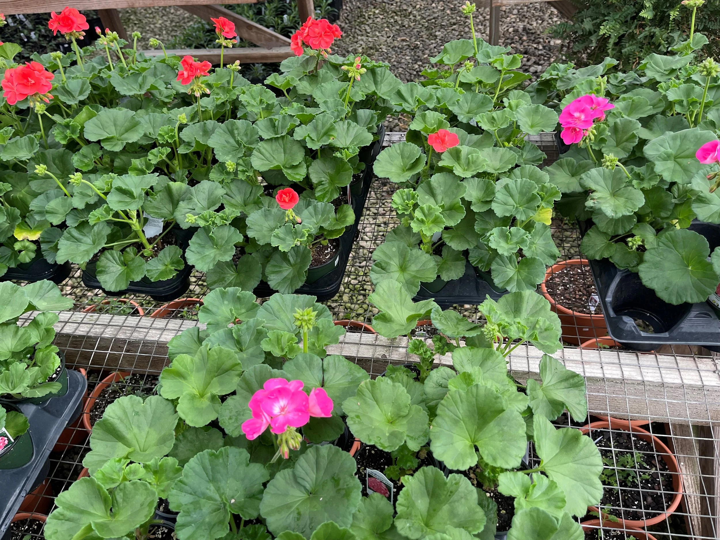 About Sanders Garden Center LLC — Sanders Garden Center LLC