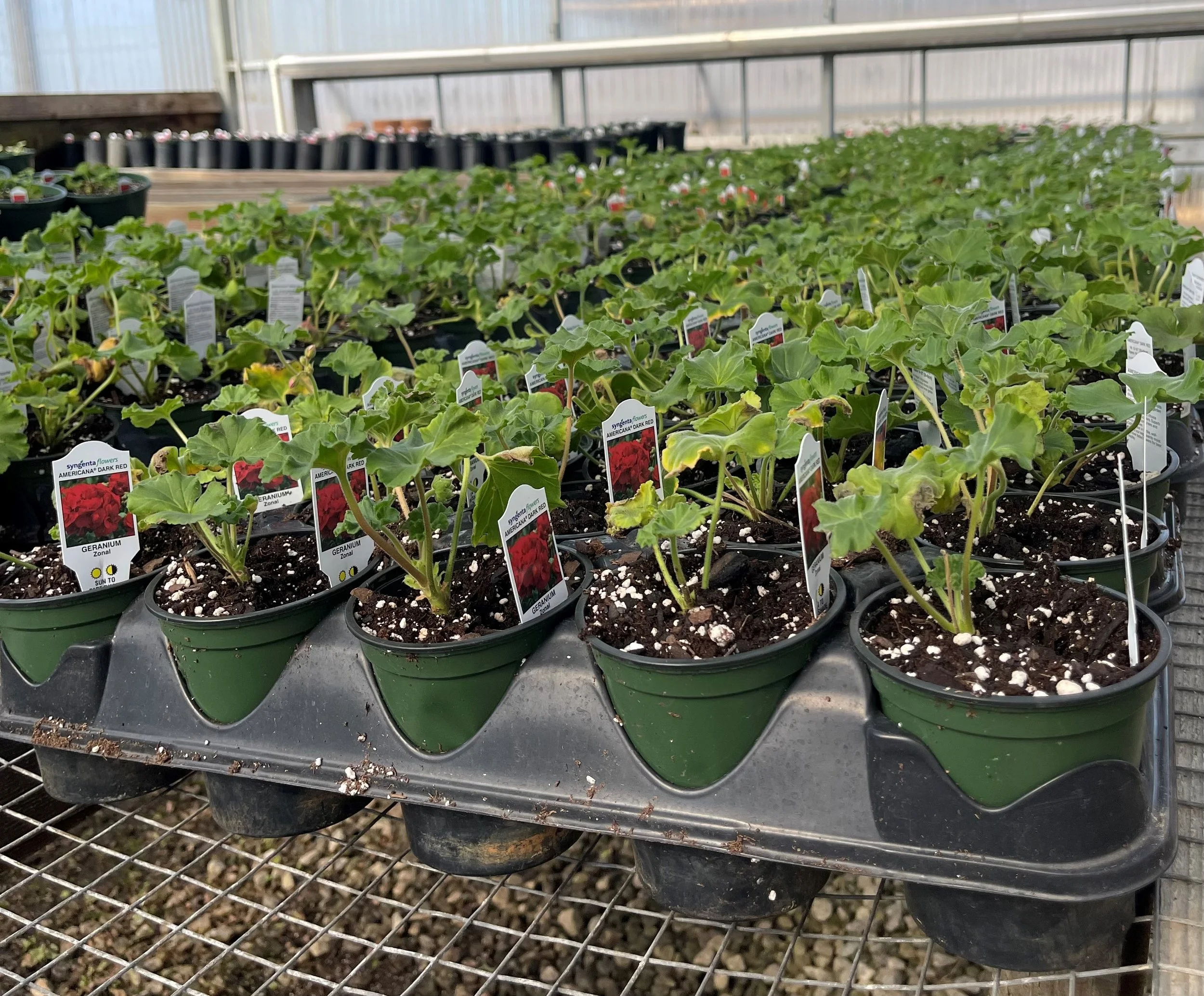 About Sanders Garden Center LLC — Sanders Garden Center LLC