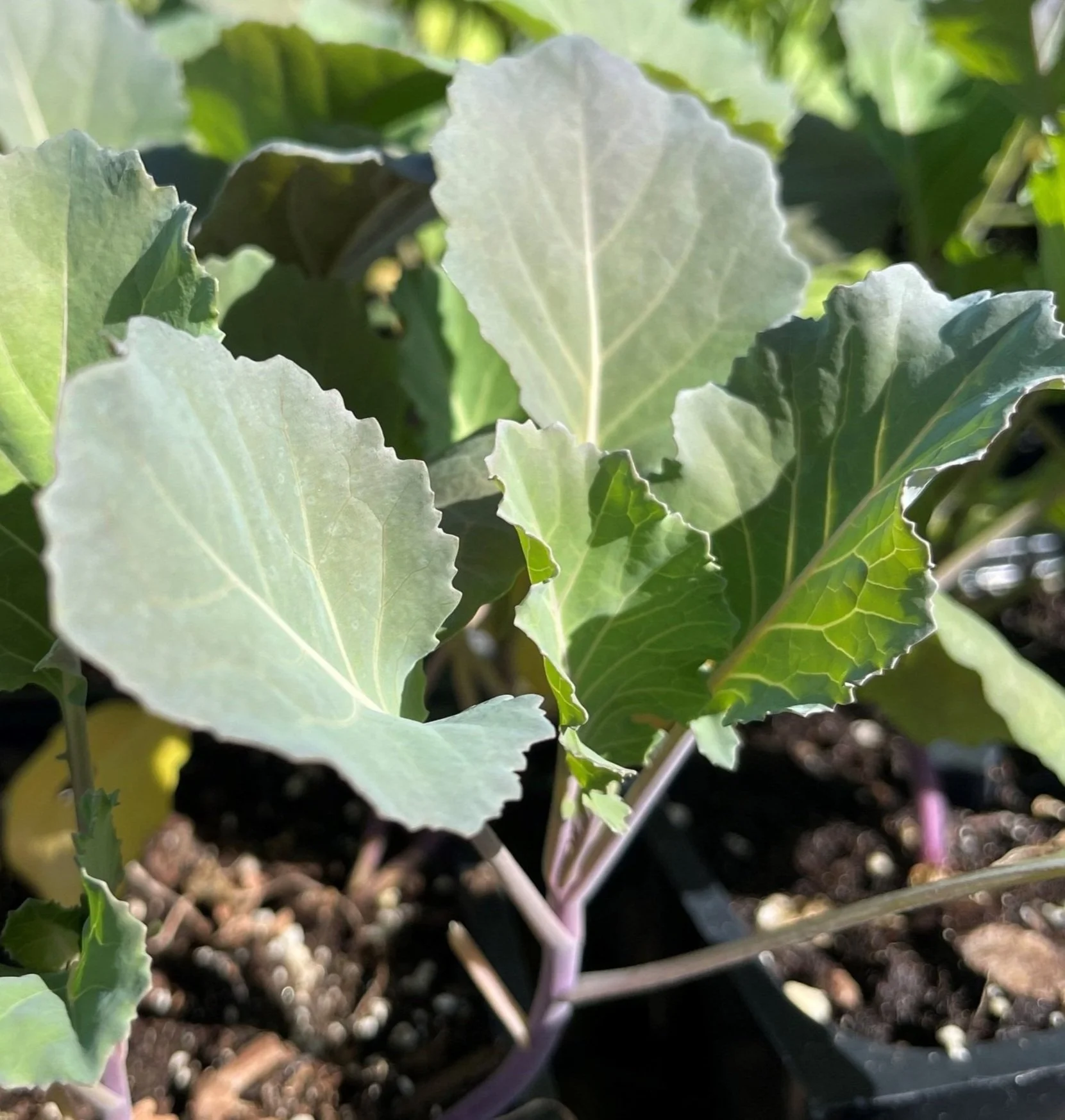 Garden Center — Sanders Garden Center LLC