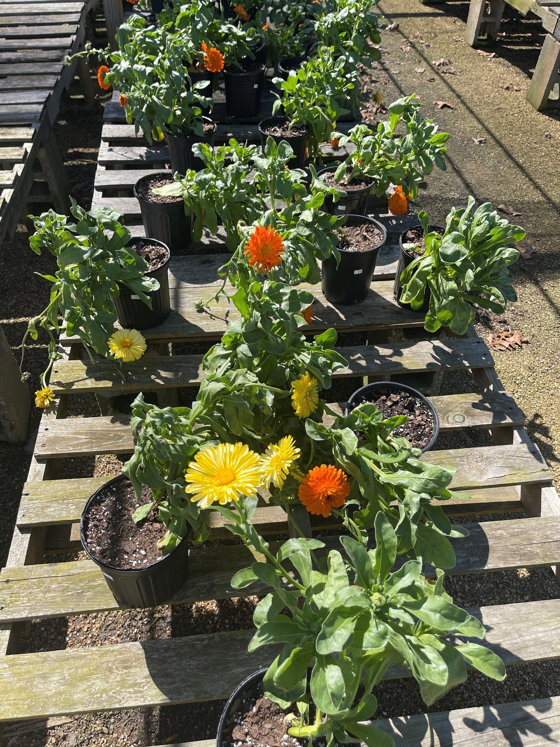 Garden Center — Sanders Garden Center LLC