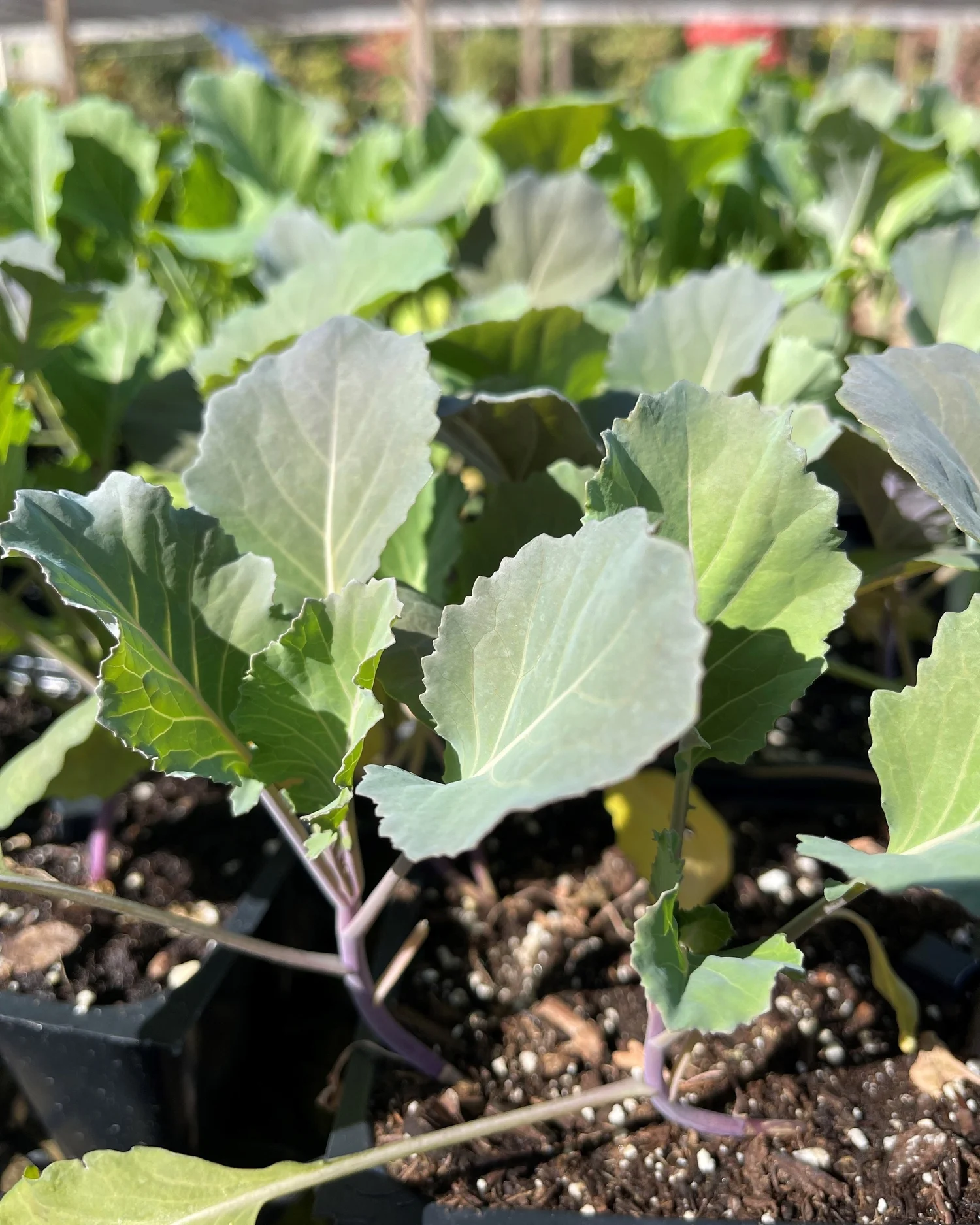 Sanders Garden Center LLC