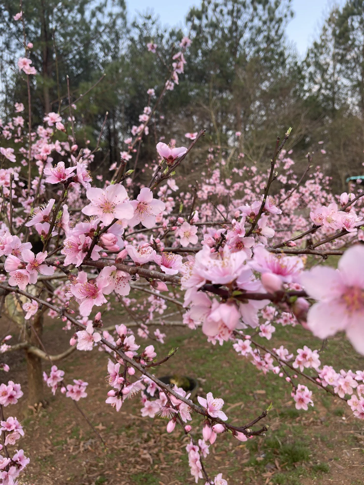 Garden Center — Sanders Garden Center LLC