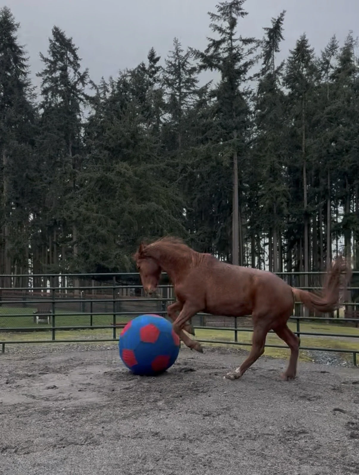 venira playing w ball.jpg