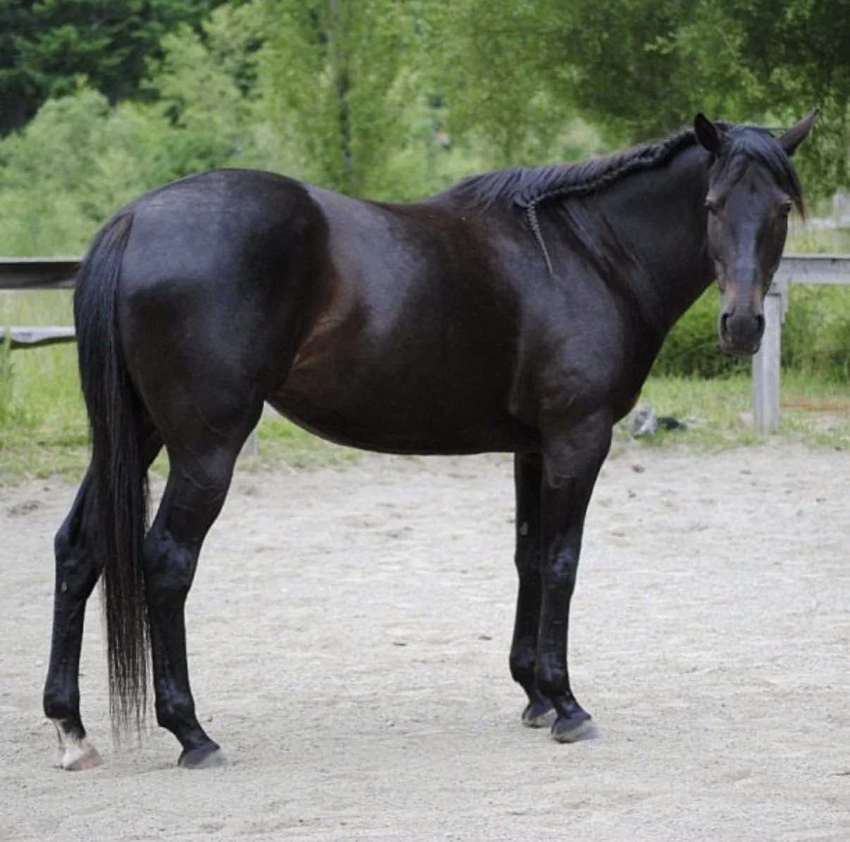 2013 osa stnding sus arena.jpg