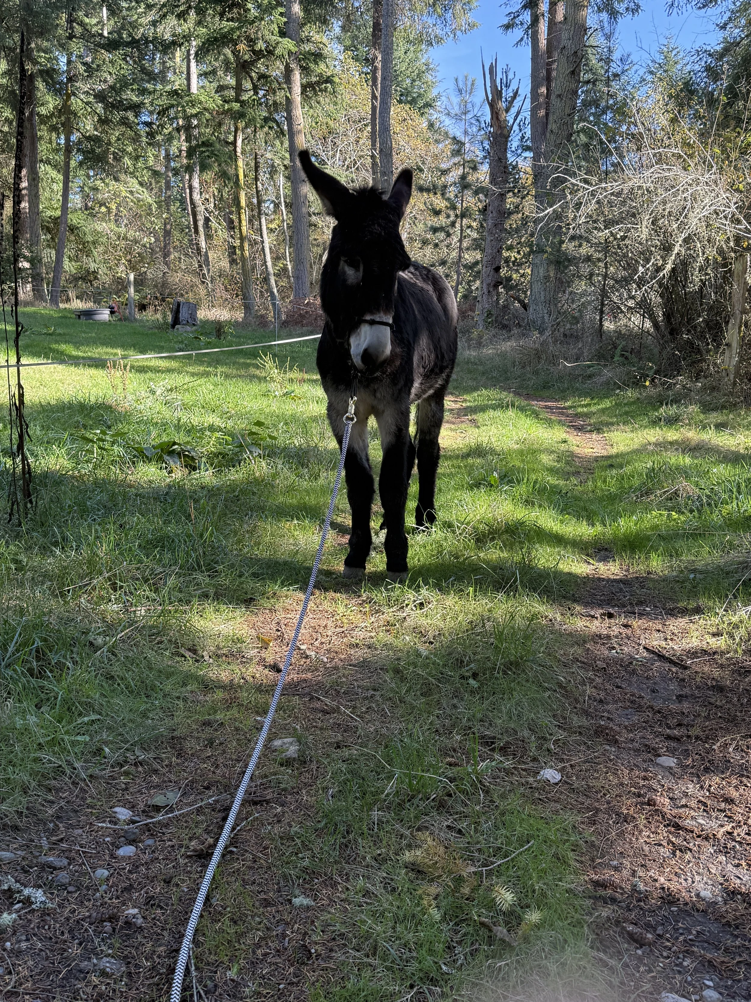 donkey walk property.JPG
