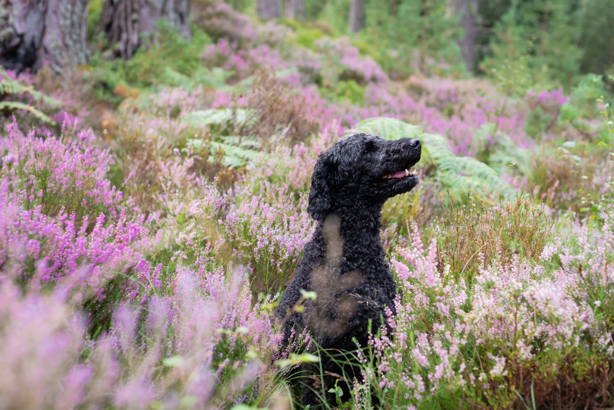 Nevis, the dog belonging to Marieke — Glasgow boudoir photographer