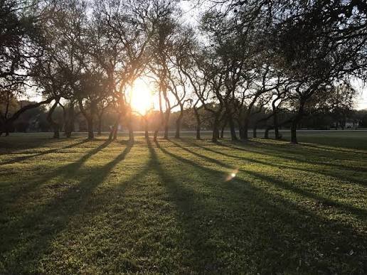 Deer-Resistant Landscaping for the Texas Hill Country