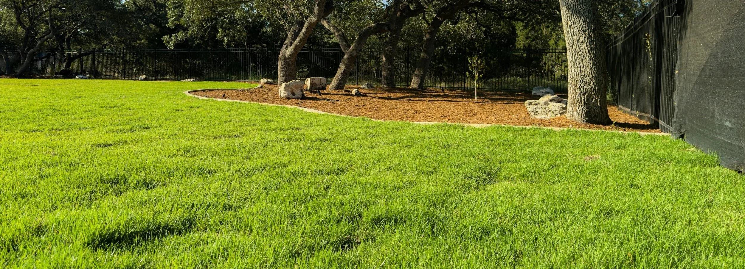 Blue Grama grass in Garden Ridge