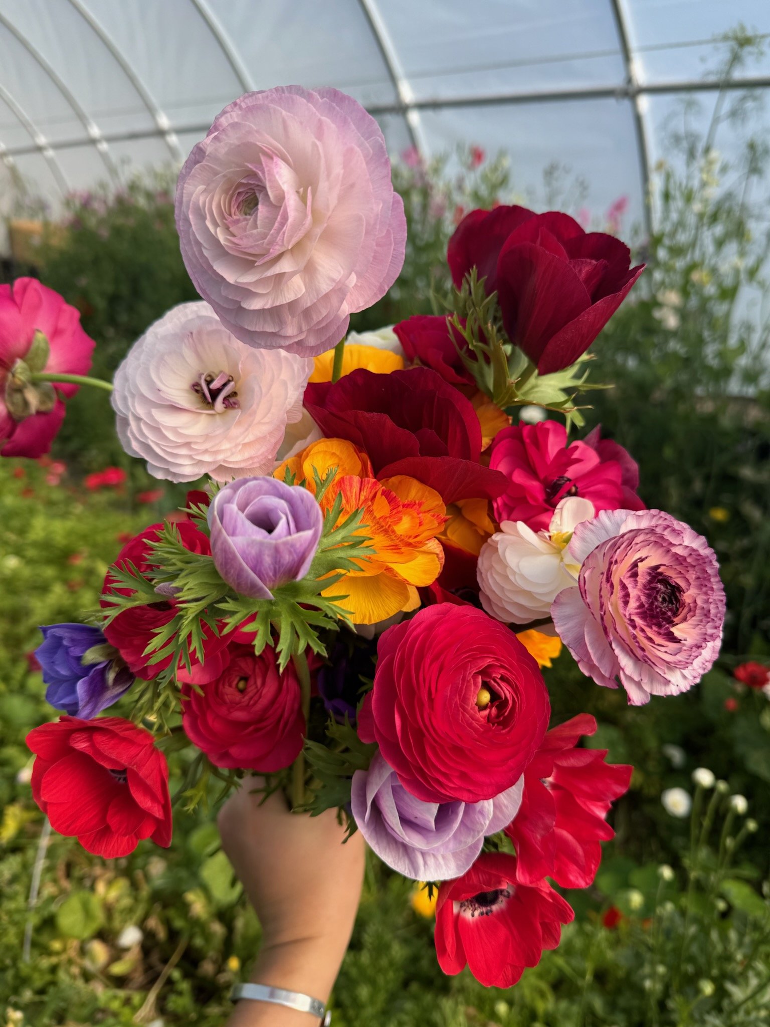 ranunculus 2.jpg