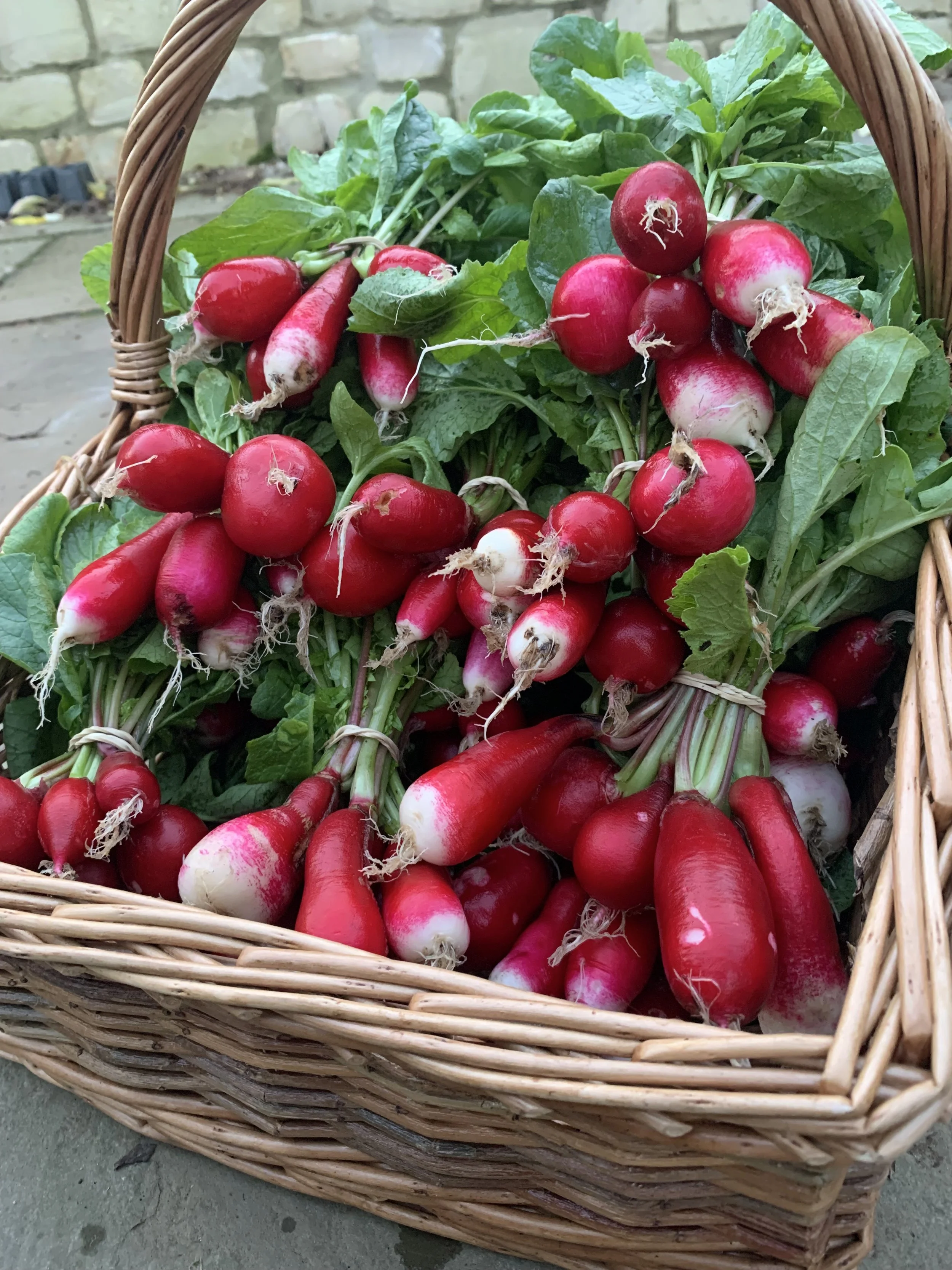 Radishes 1.JPG