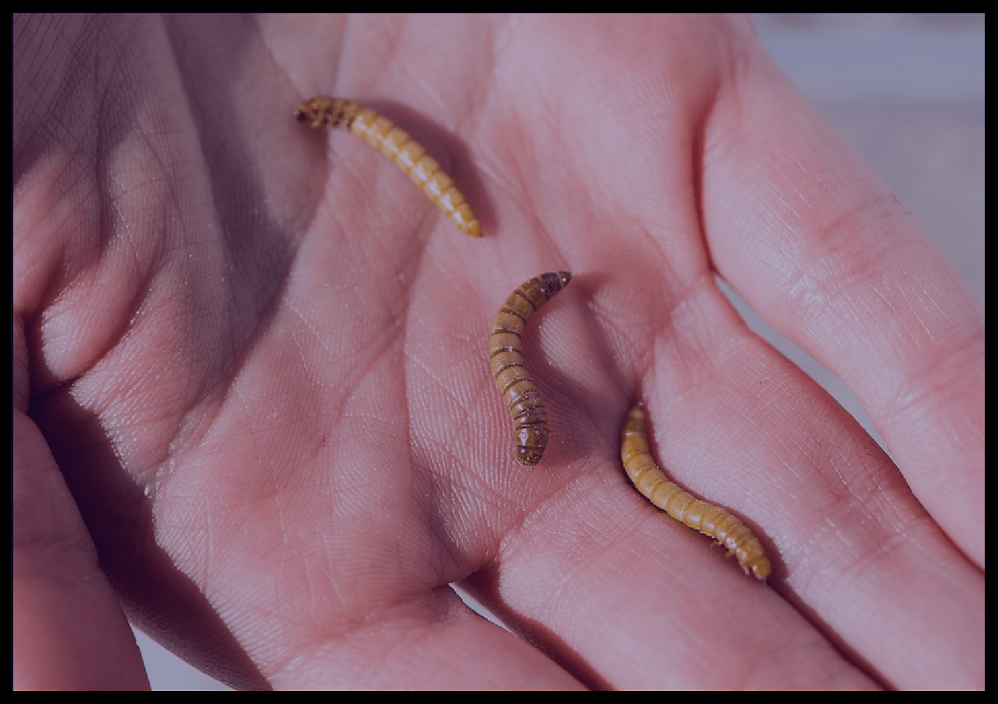 Impacts of insect consumption on human health
