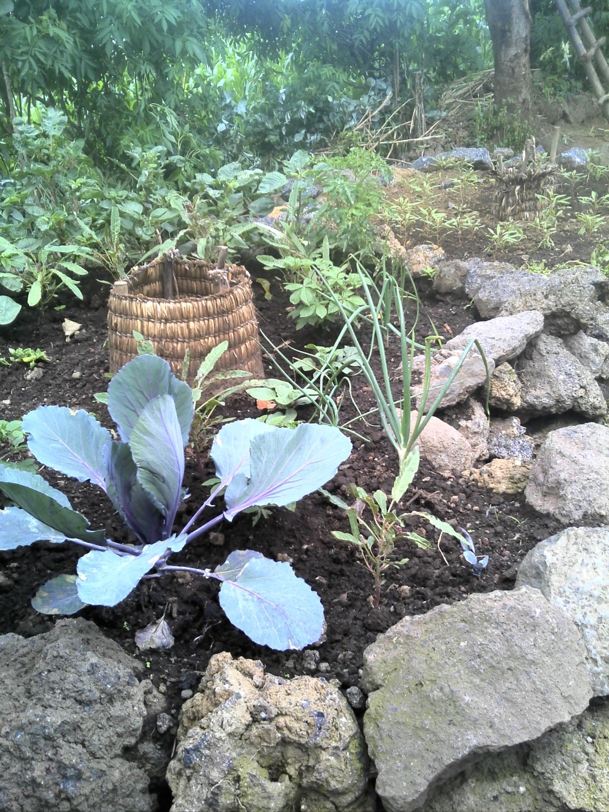 Increasing household diet diversity and food security in rural Rwanda using small-scale nutrition-sensitive agriculture: A community-engaged proof-of-concept study