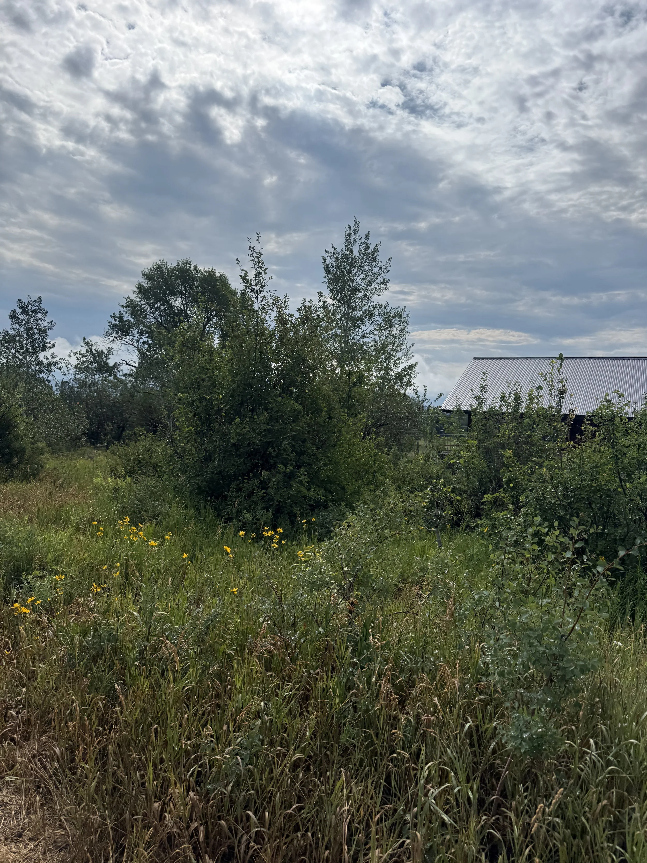 IMG_0004.jpeg