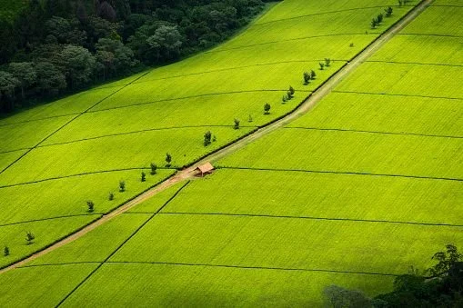 kericho tea estate.jpg