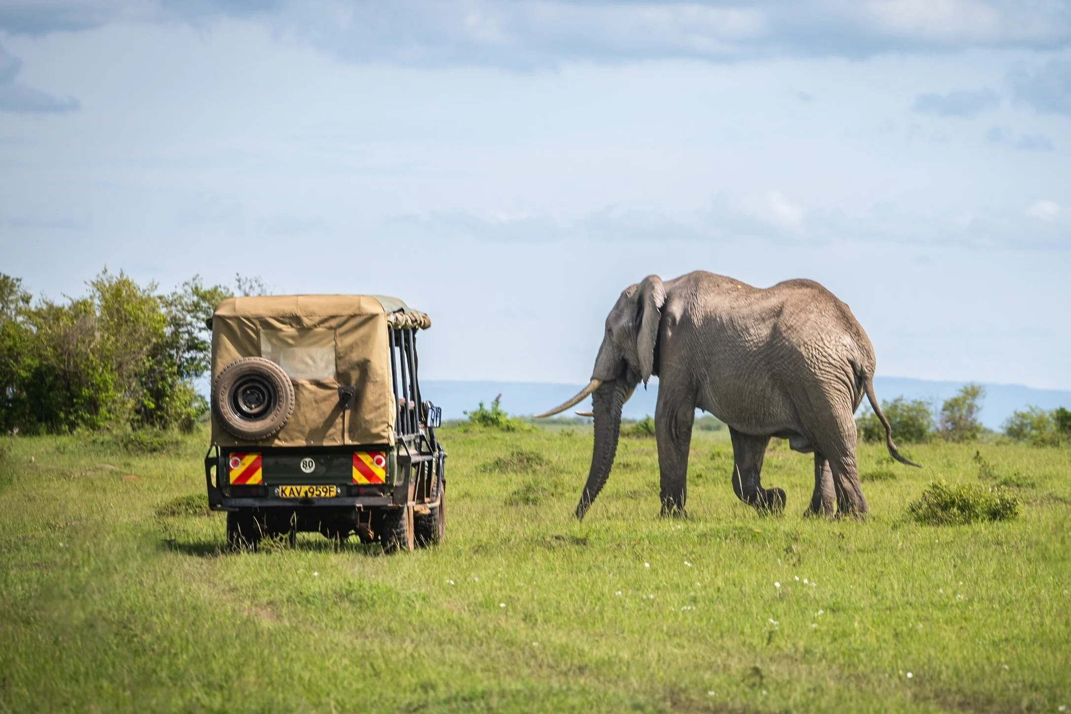 Elephant Truck Walk Towards 3476.jpg