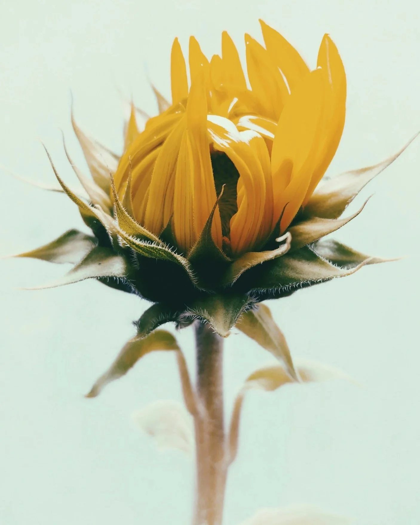 Close-up of a sunflower in bloom with yellow petals and green sepals, against a plain light background.