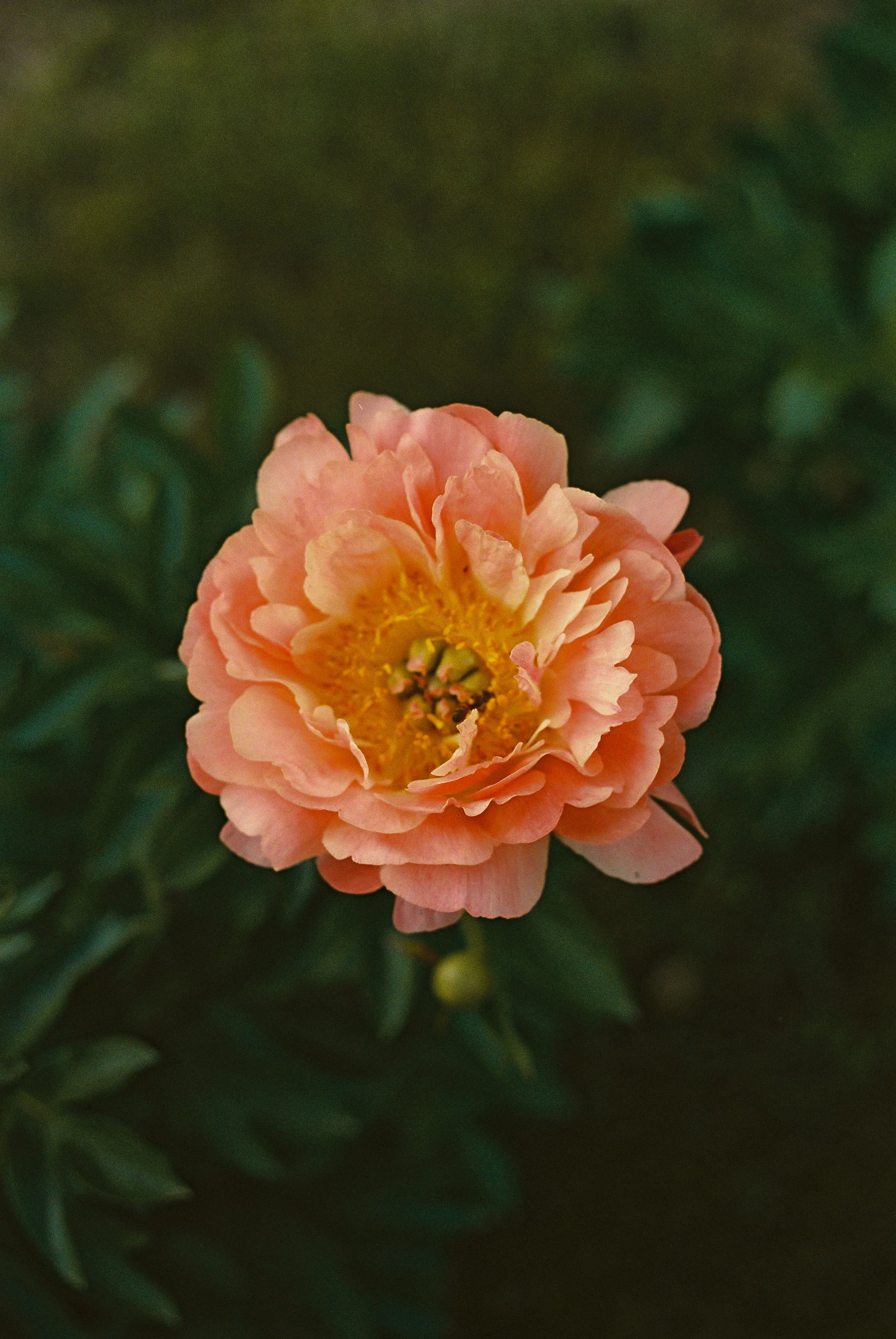 Peony Peace