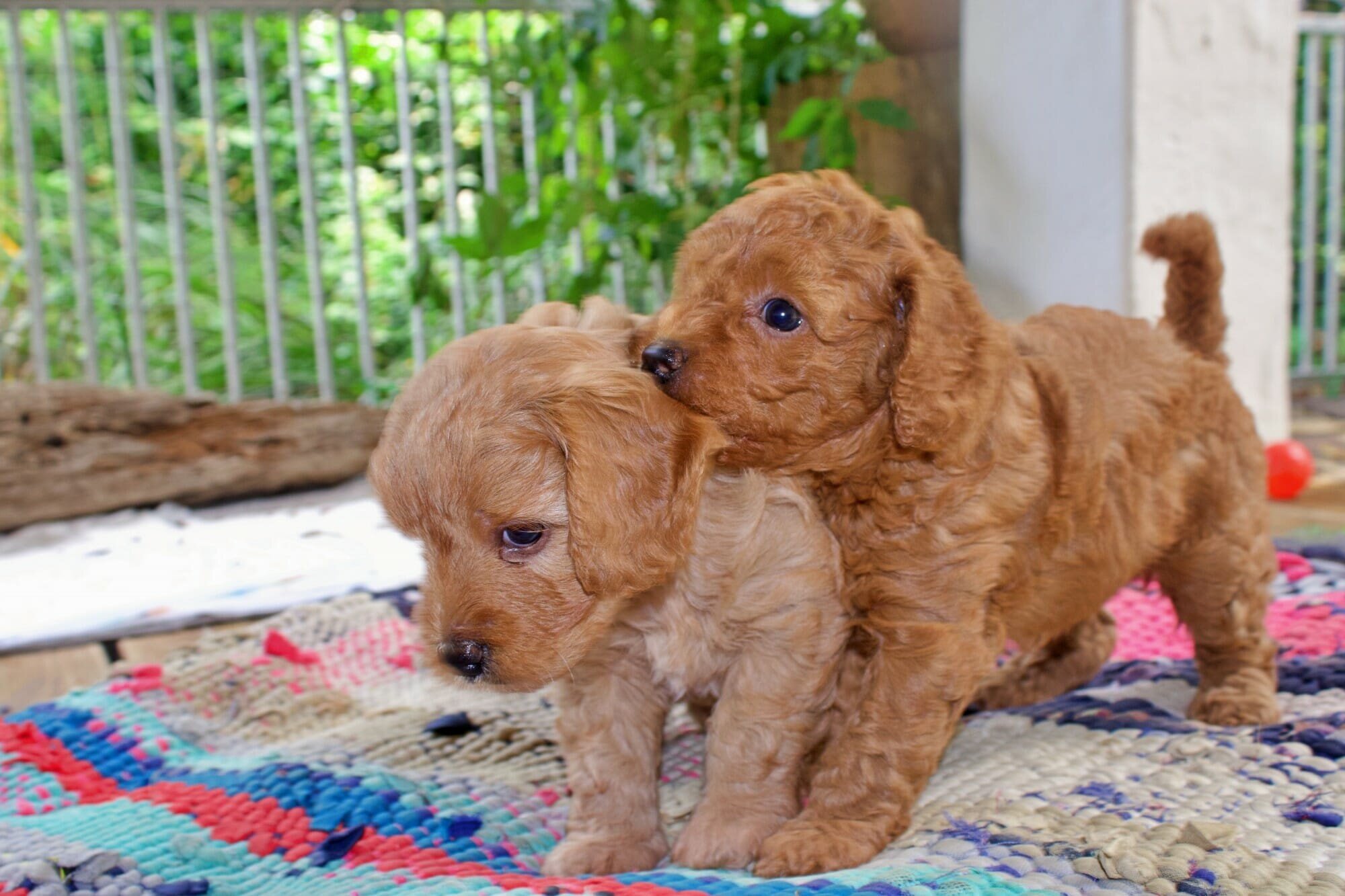 Australian Cobberdog puppies tägliche Routine:
