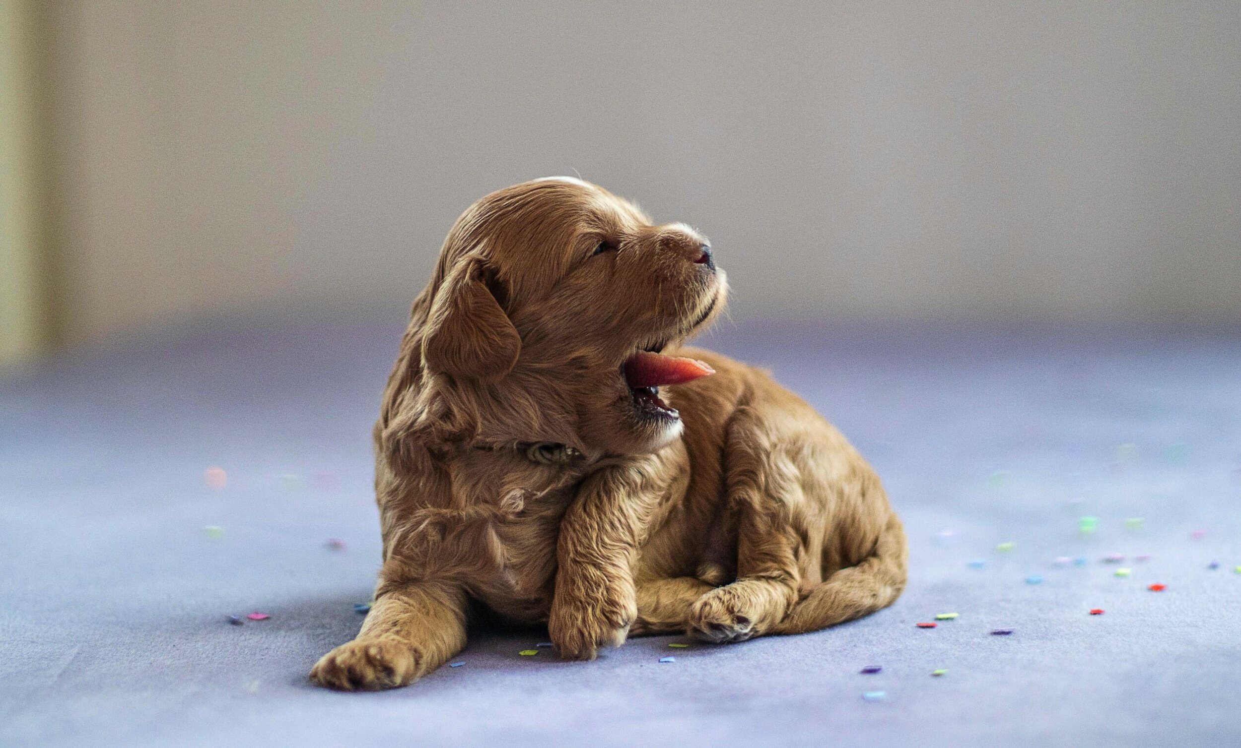Easter Pups