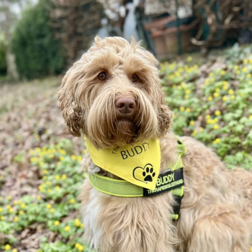 Buddy – (aka Von der Vils iC Raul) arbeitet heute als Therapiebegleithund